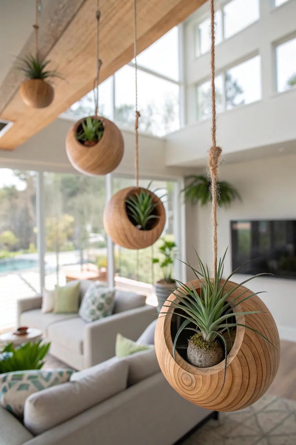 Wood globes add lively motion to air plant displays.
