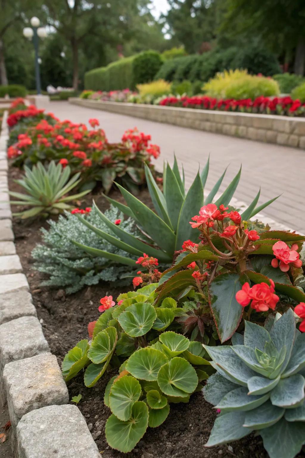 Begonias and succulents create a contrasting garden exhibit.