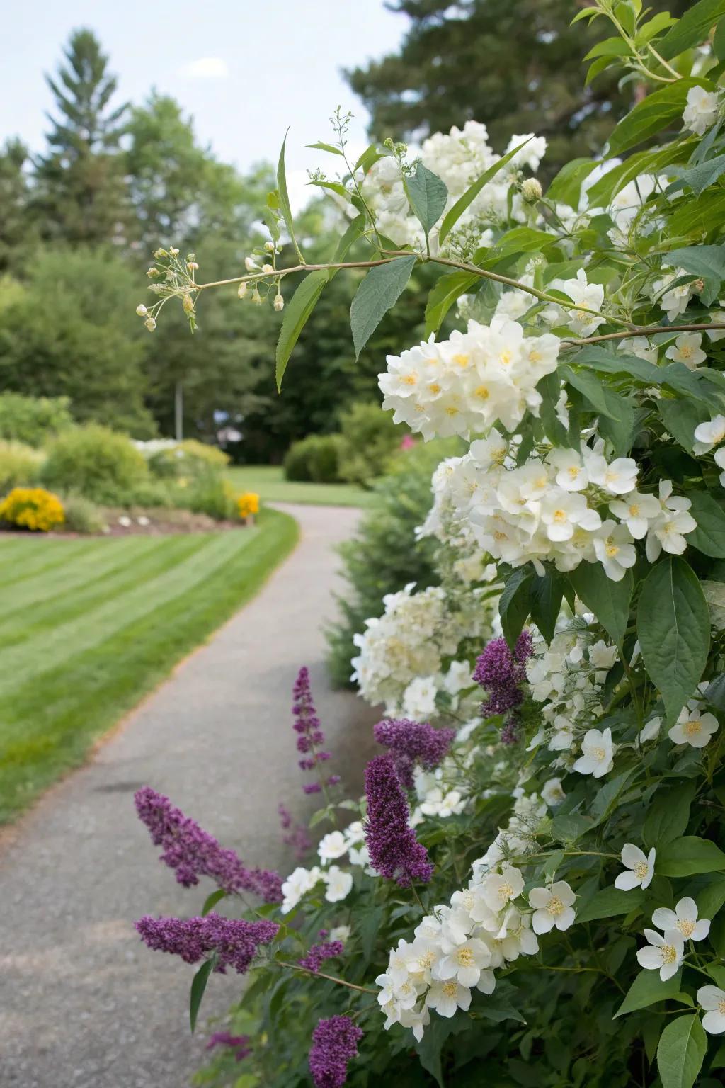 False Orange and Flutterby Plant establish a delightful sensory garden.