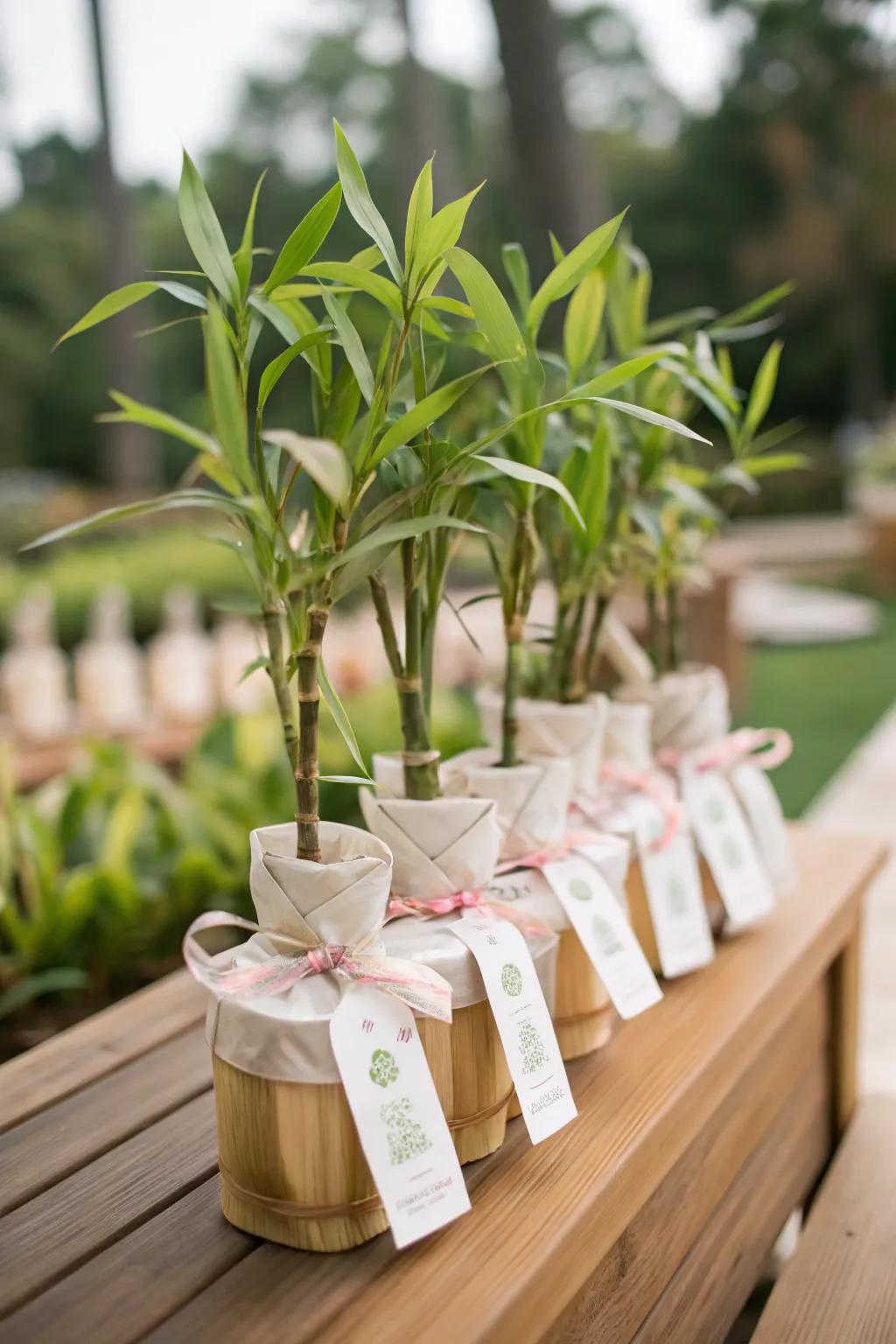 Bamboo plants make thoughtful and lasting guest gifts.