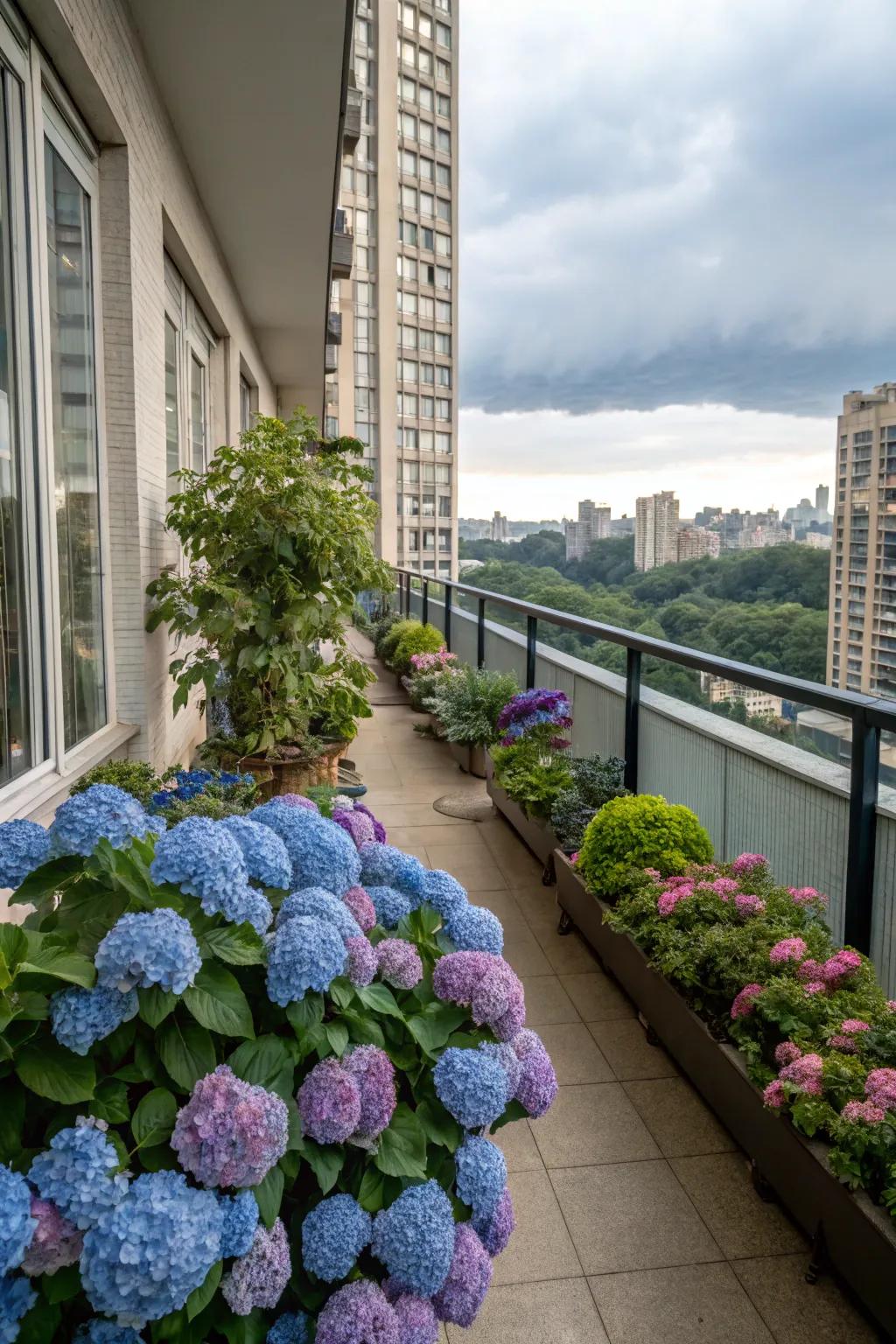 City balcony turned into a rich botanical garden with hydrangeas.