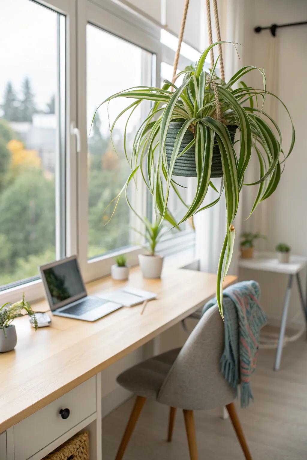 Safe for furry friends, spider plants add a playful touch to any pet-friendly office.