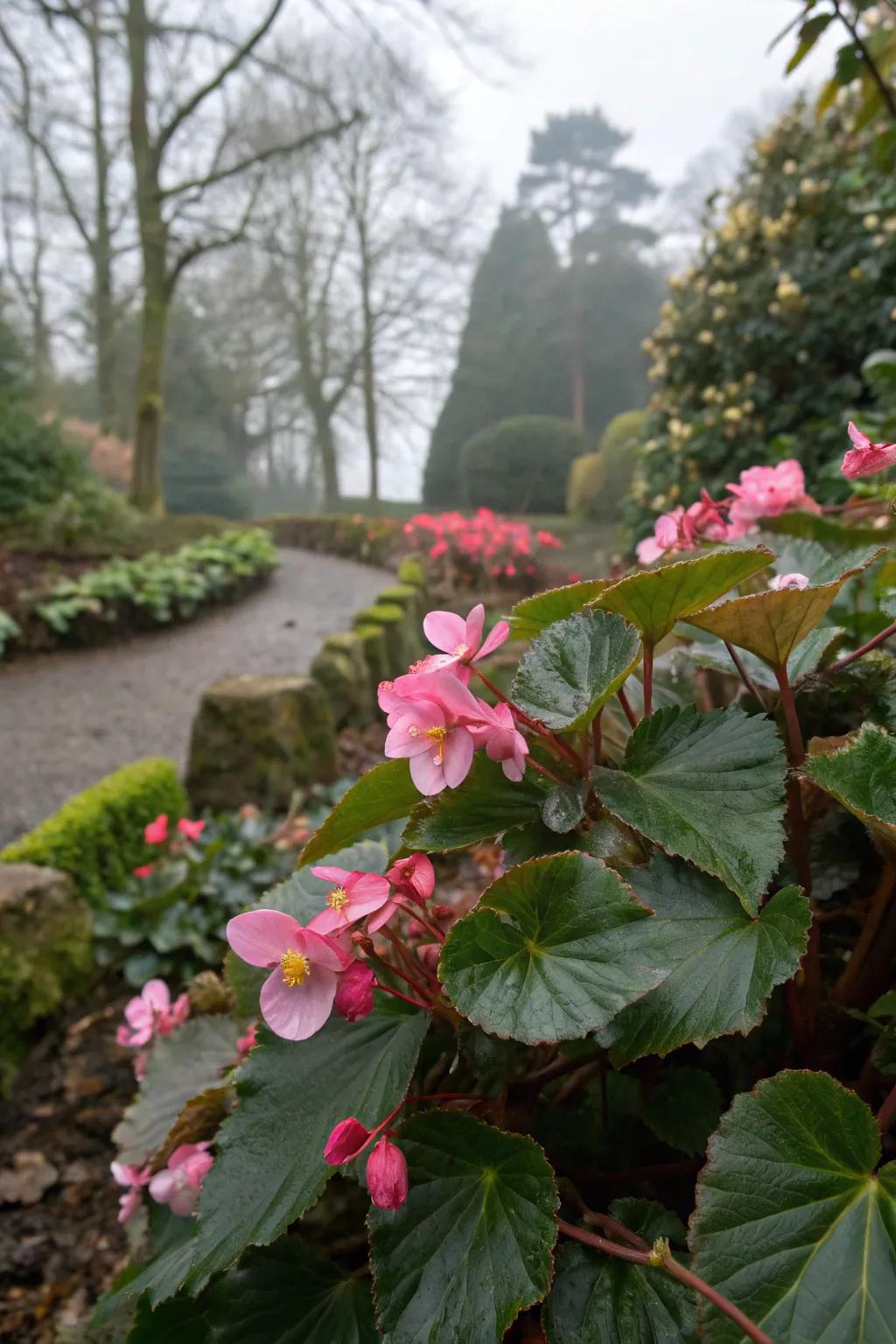 Winter begonias enriching dimly lit gardens.