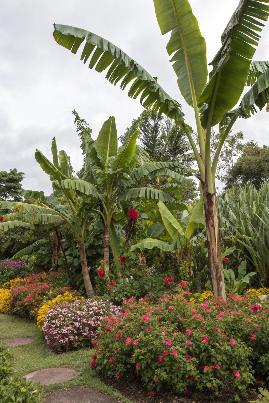 Enjoy continuous color with seasonal plants around your tropical fruit trees.