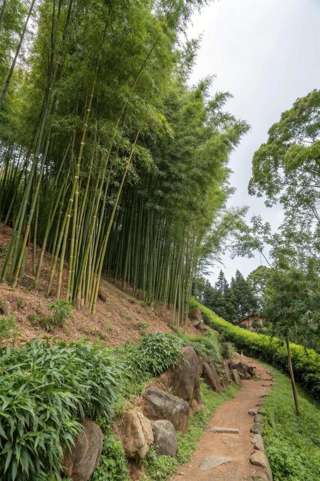 Bamboo effectively controls land erosion on slopes.