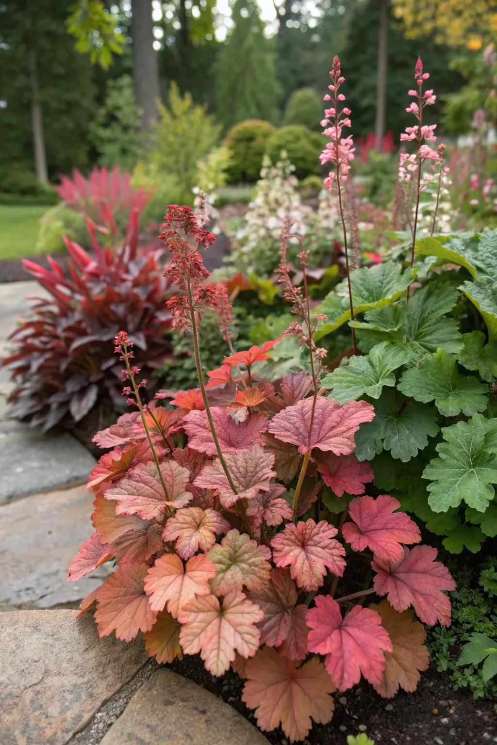 Huecheras present their seasonal color transitions in the garden.