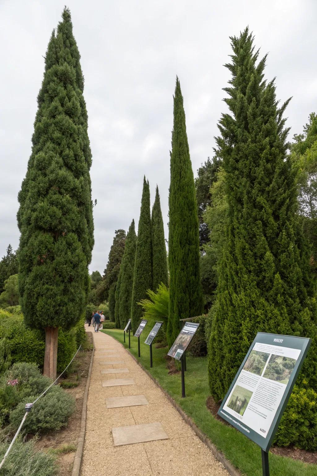 Educate and inspire through Leyland cypress as a garden highlight.