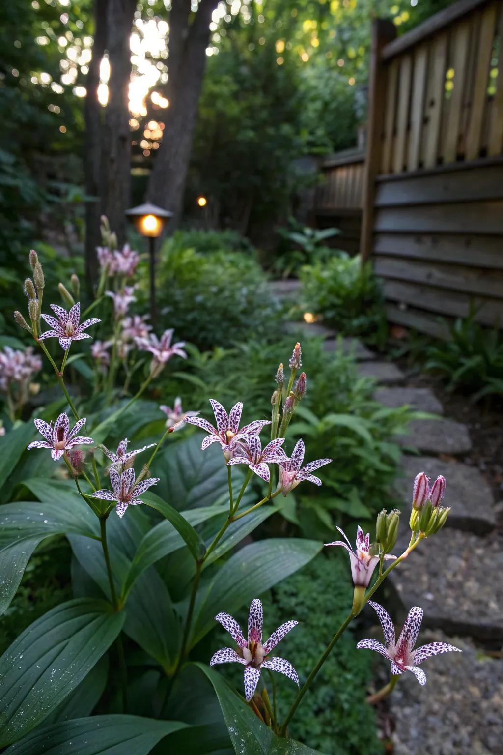 Toad lily infusing exotic beauty.