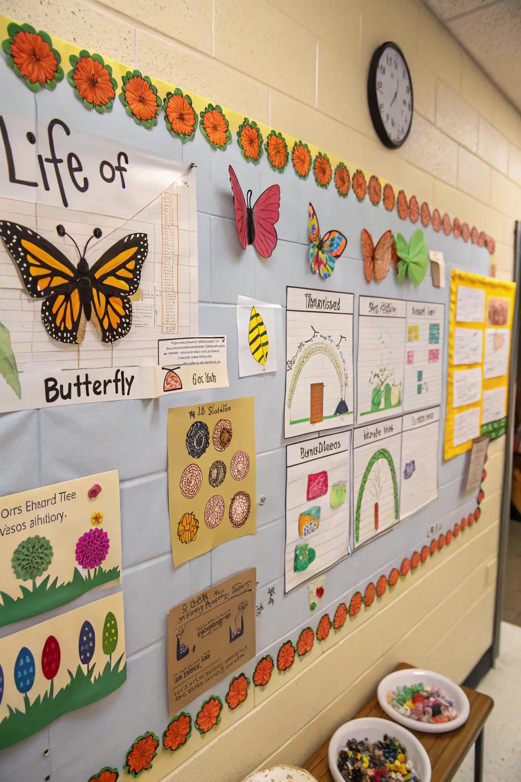 An educational bulletin board showing the butterfly life cycle.