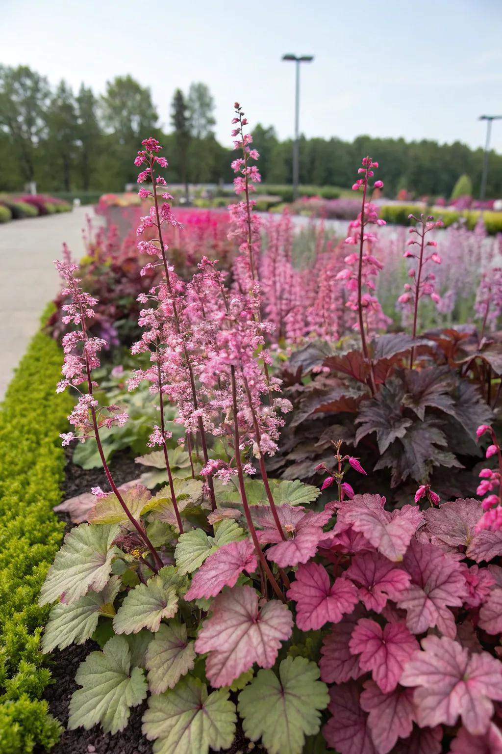 A mass sowing of huecheras creates a captivating and energetic garden design.