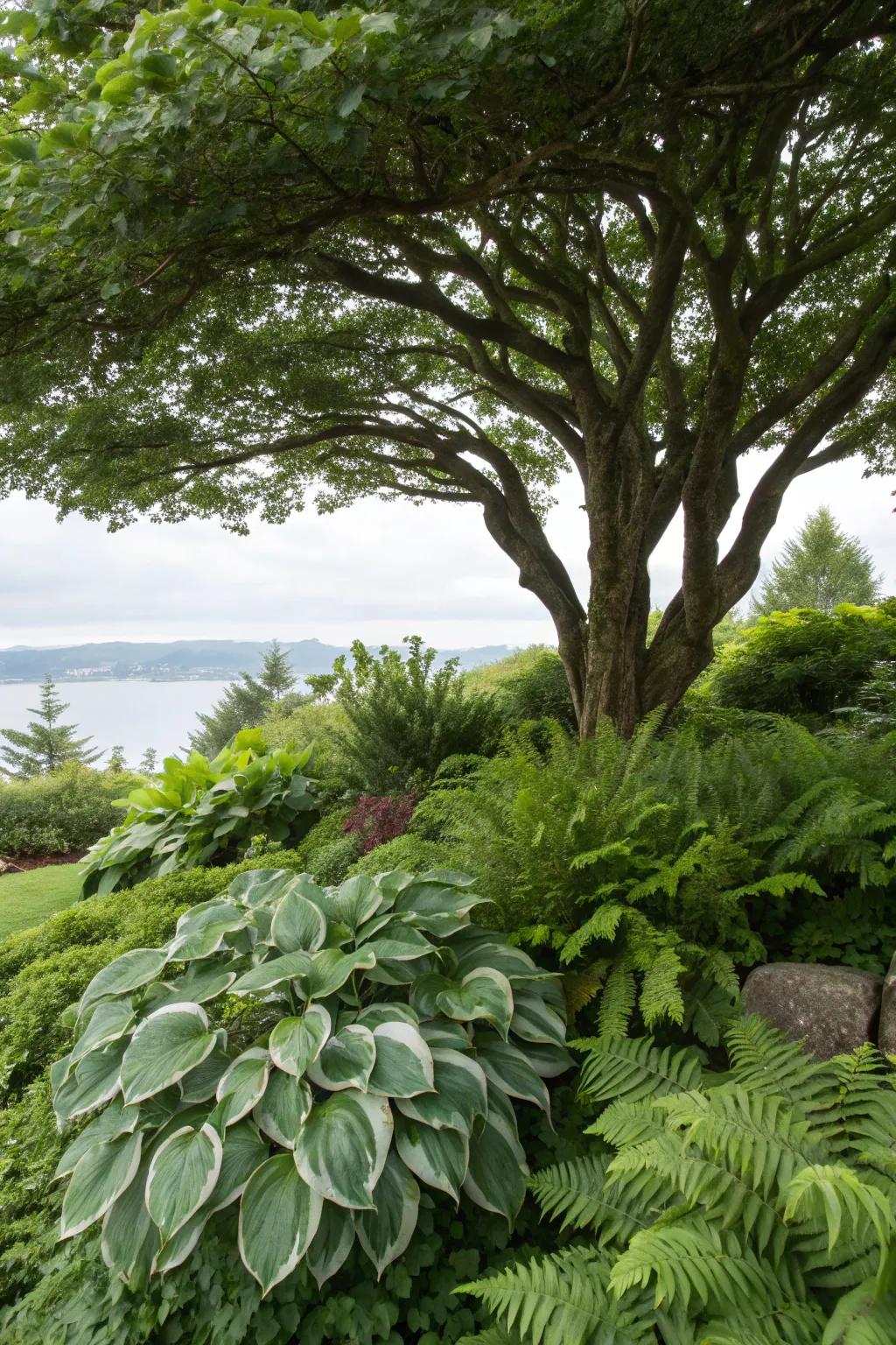 Shade-cherishing plants like hostas construct a lush setting beneath this tree.