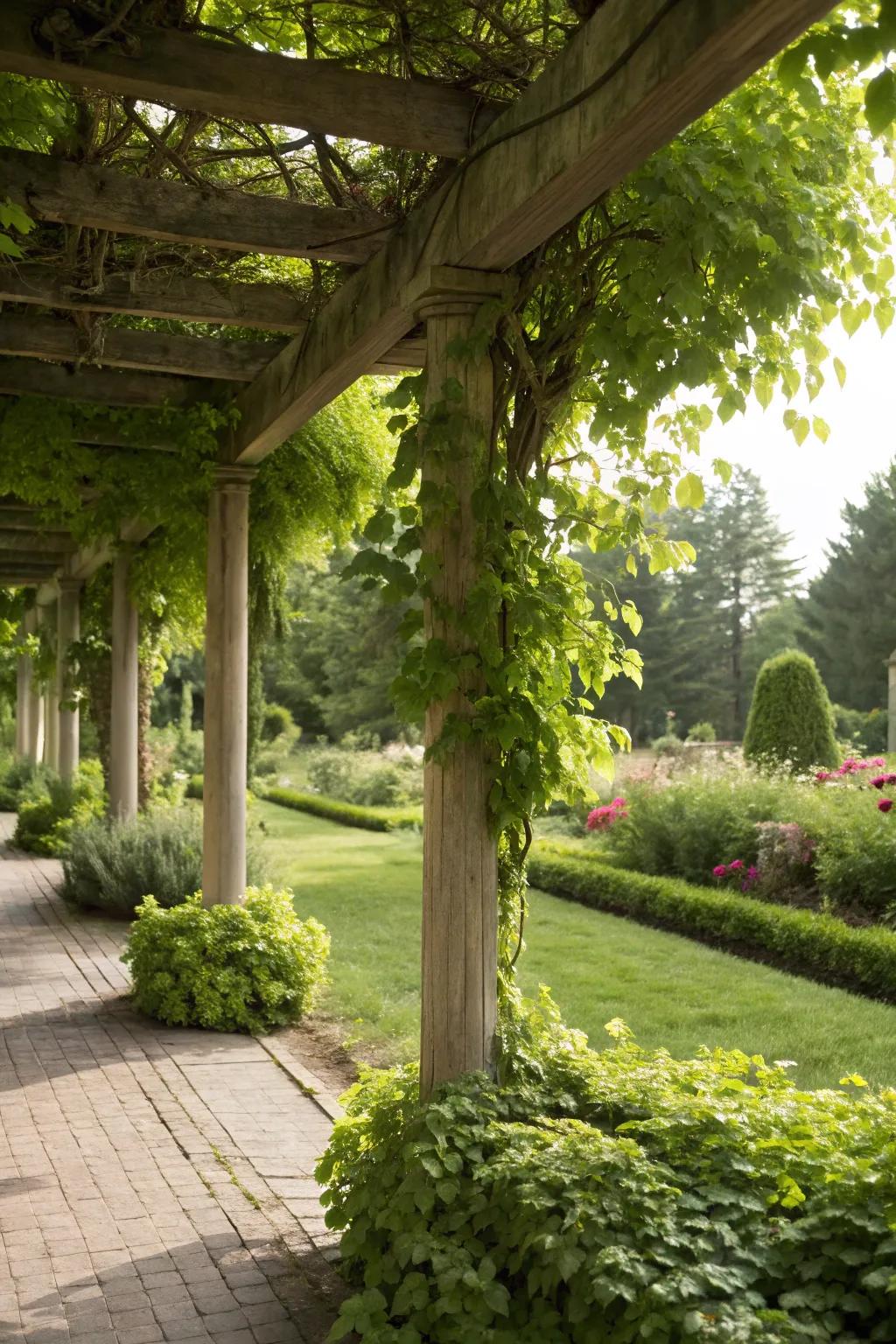 Vibrant herb pergola presenting a vibrant canopy.