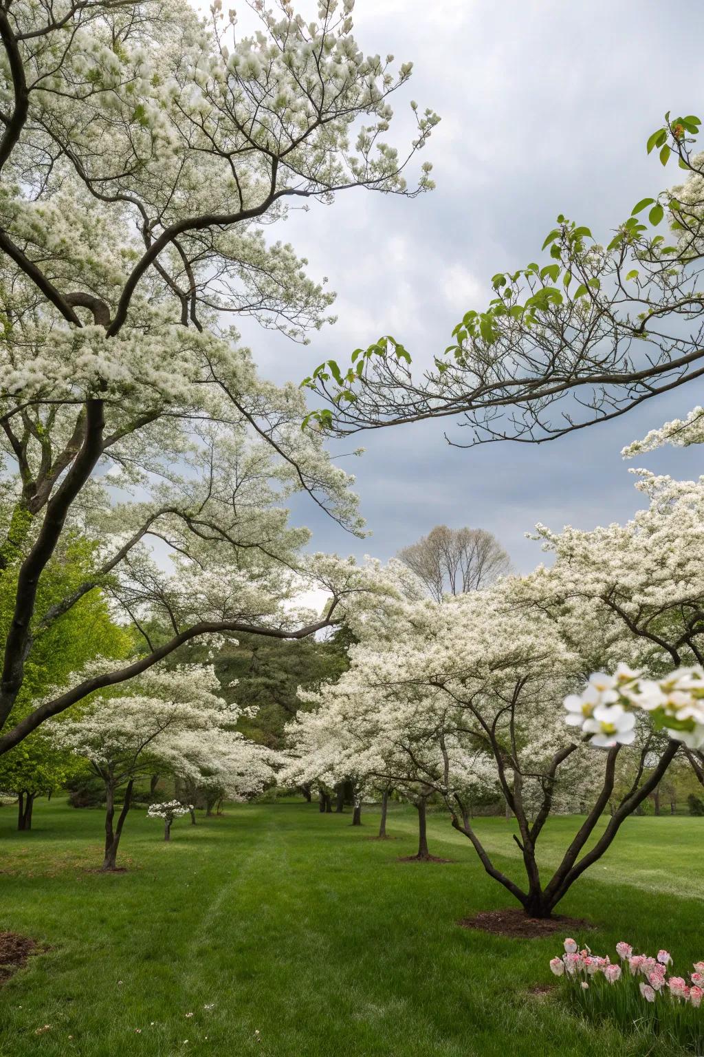Alabaster flowering trees offer seasonal beauty and structure.