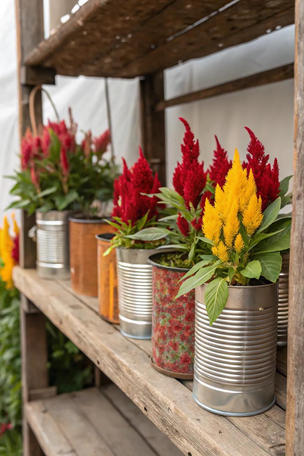 Reclaimed tin canisters offer a vintage charm to Featherbloom.
