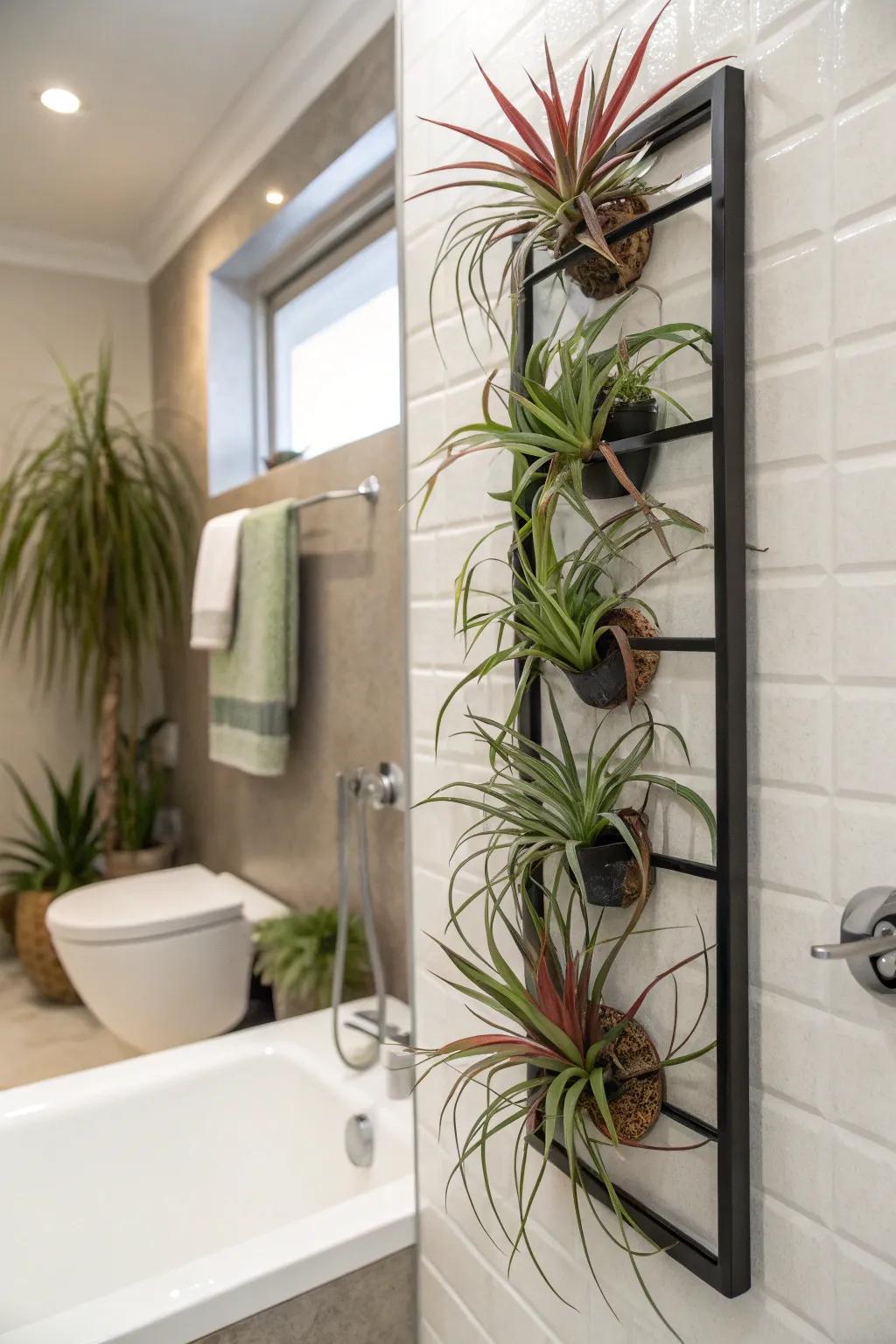 Tillandsia air specimens extend a streamlined, contemporary aesthetic.
