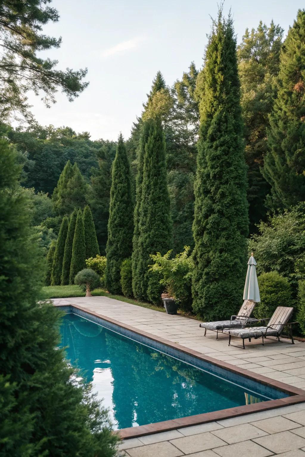 Incorporate seclusion and elegance to your poolside with Arborvitae.