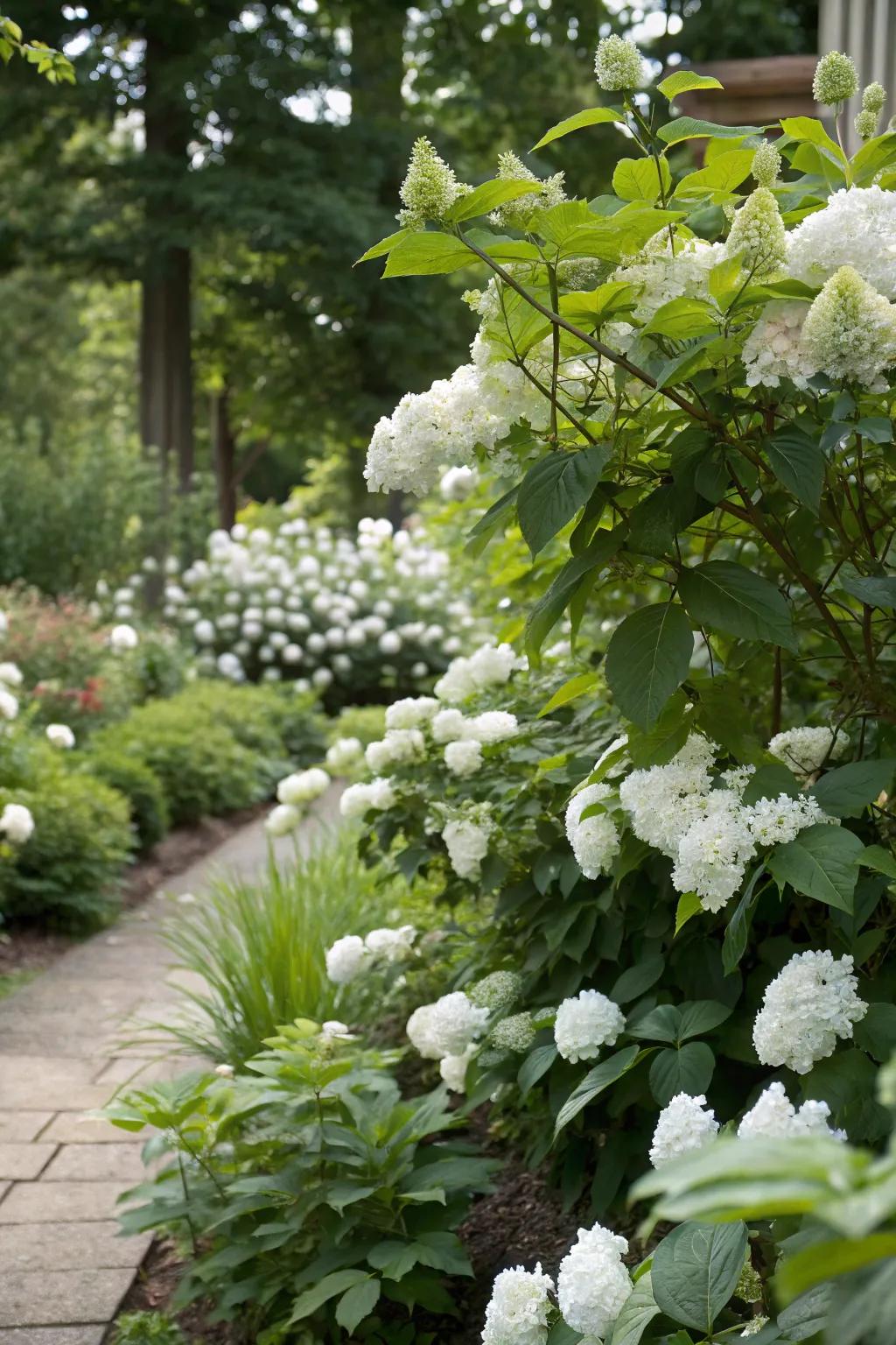 Alabaster flowers matched with verdant greenery conceive a harmonious garden setting.
