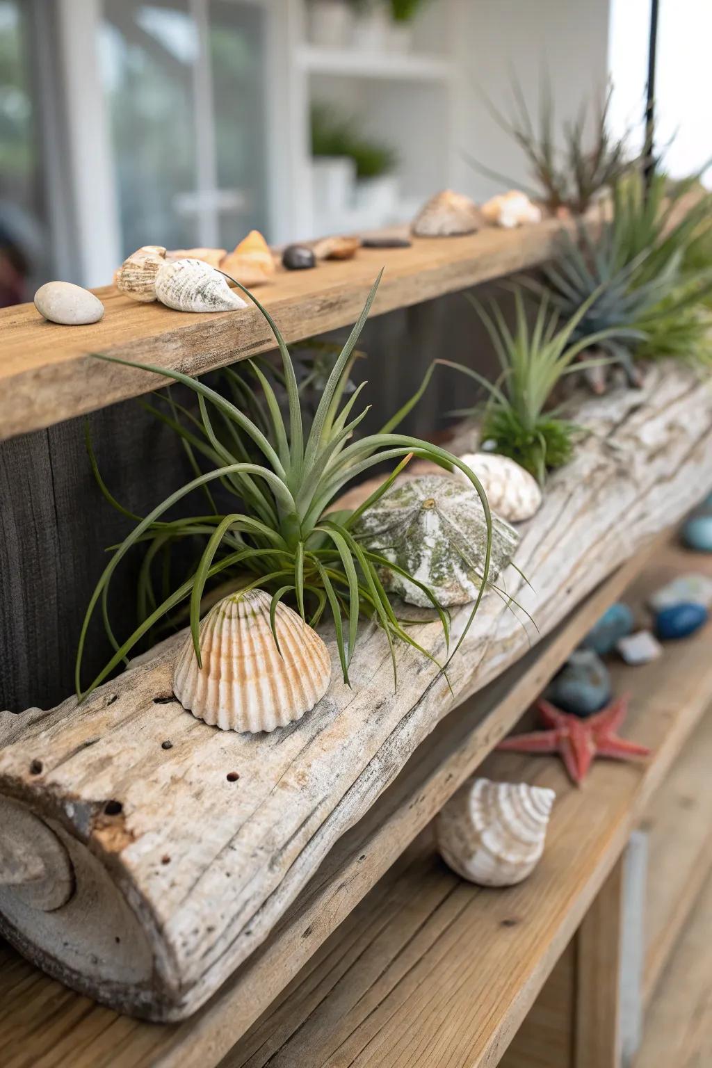 Air plants gracefully displayed on driftwood, evoking a coastal-inspired ambiance.