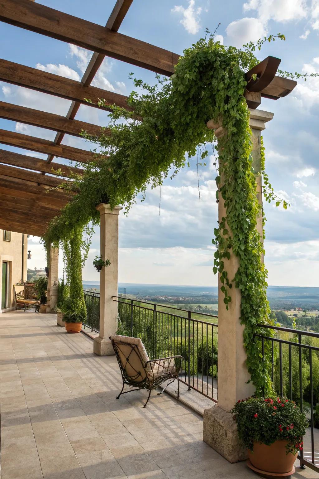 An attractive wooden pergola covered in climbing vines on a balcony.