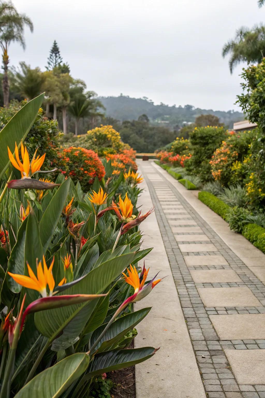 Design a captivating entrance with Bird of Paradise as a focal point.