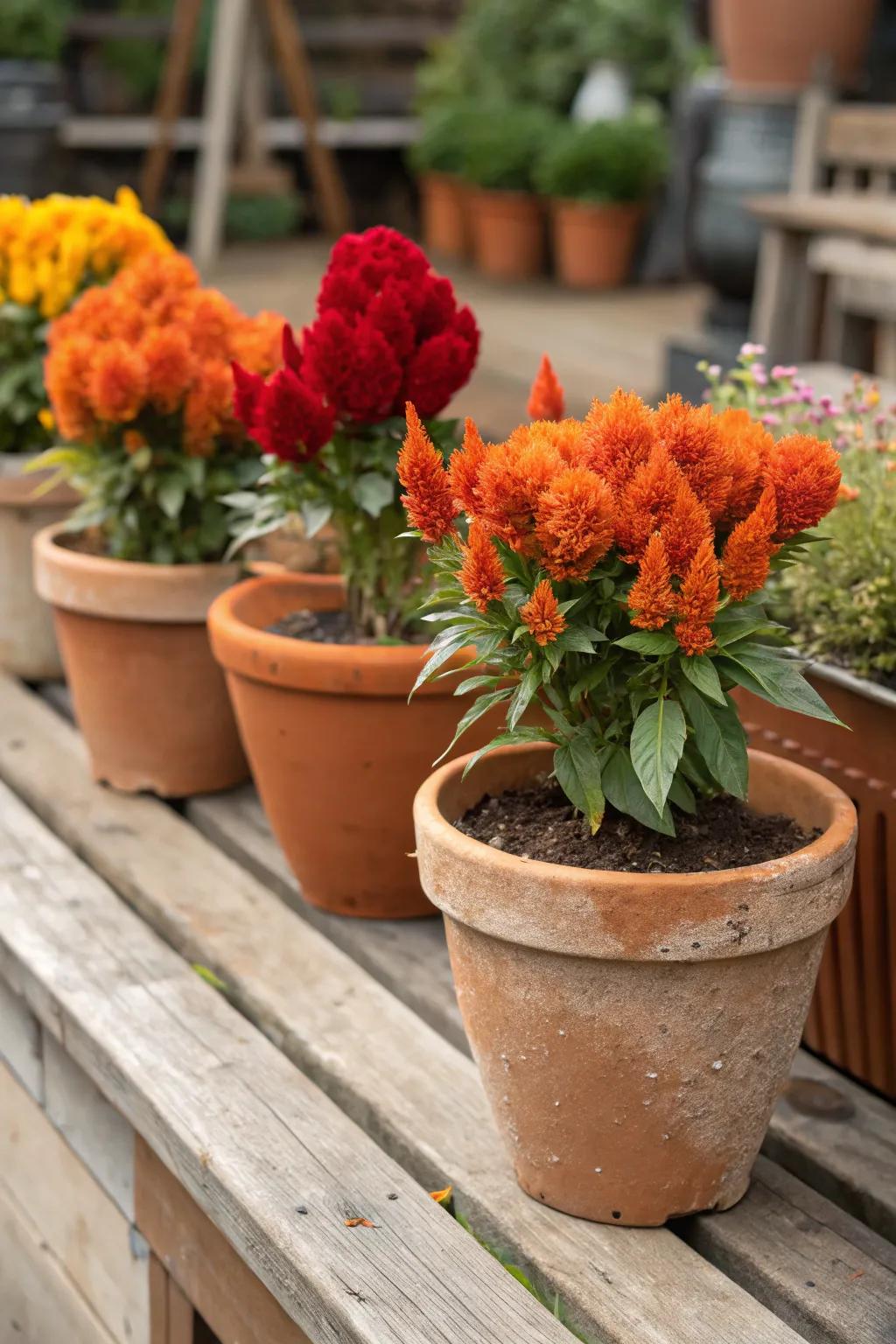 Baked clay containers perfectly complement the intense hues of Featherbloom.