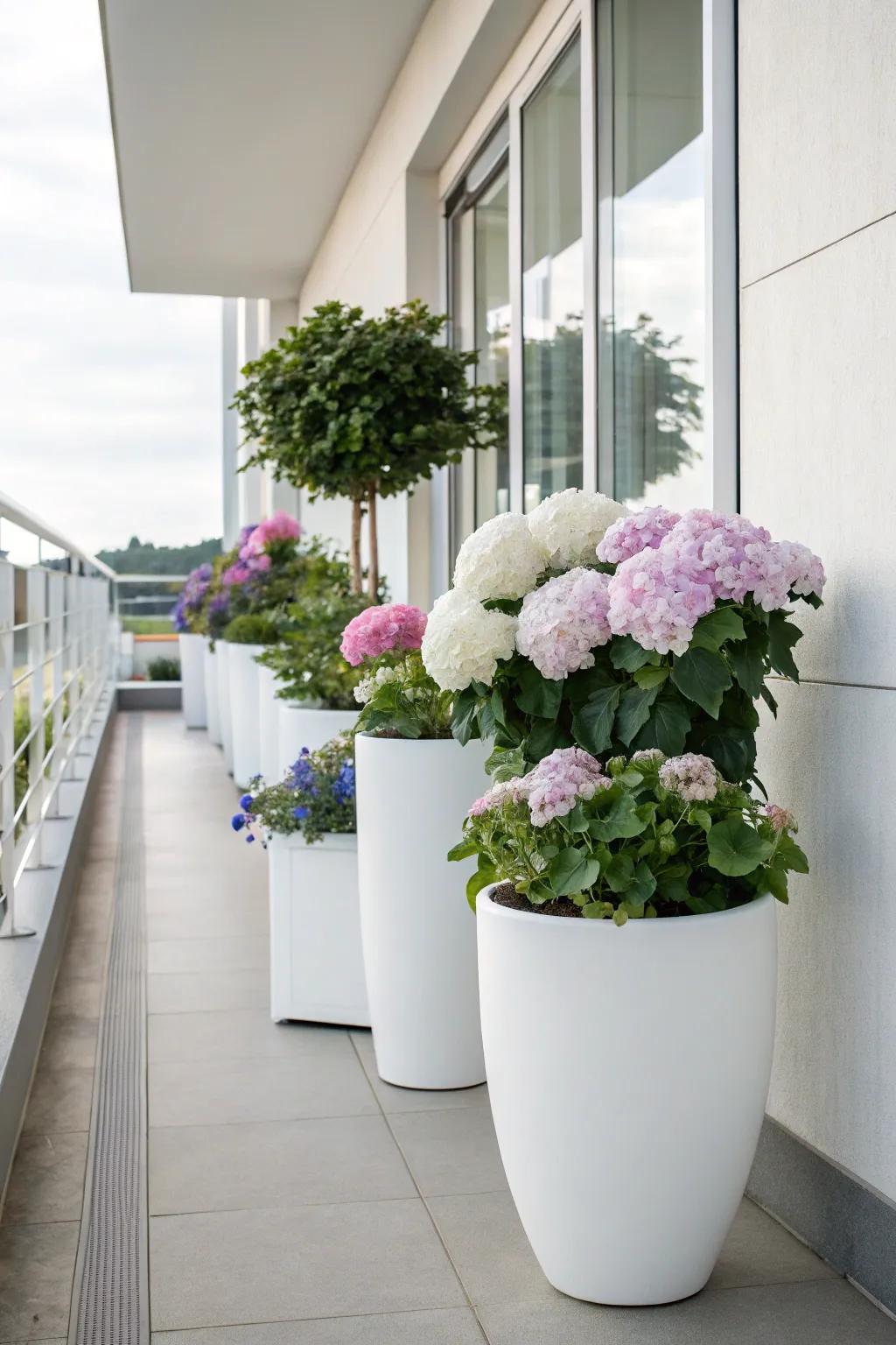 Refined white pots elegantly displaying hydrangeas on a minimalist deck.