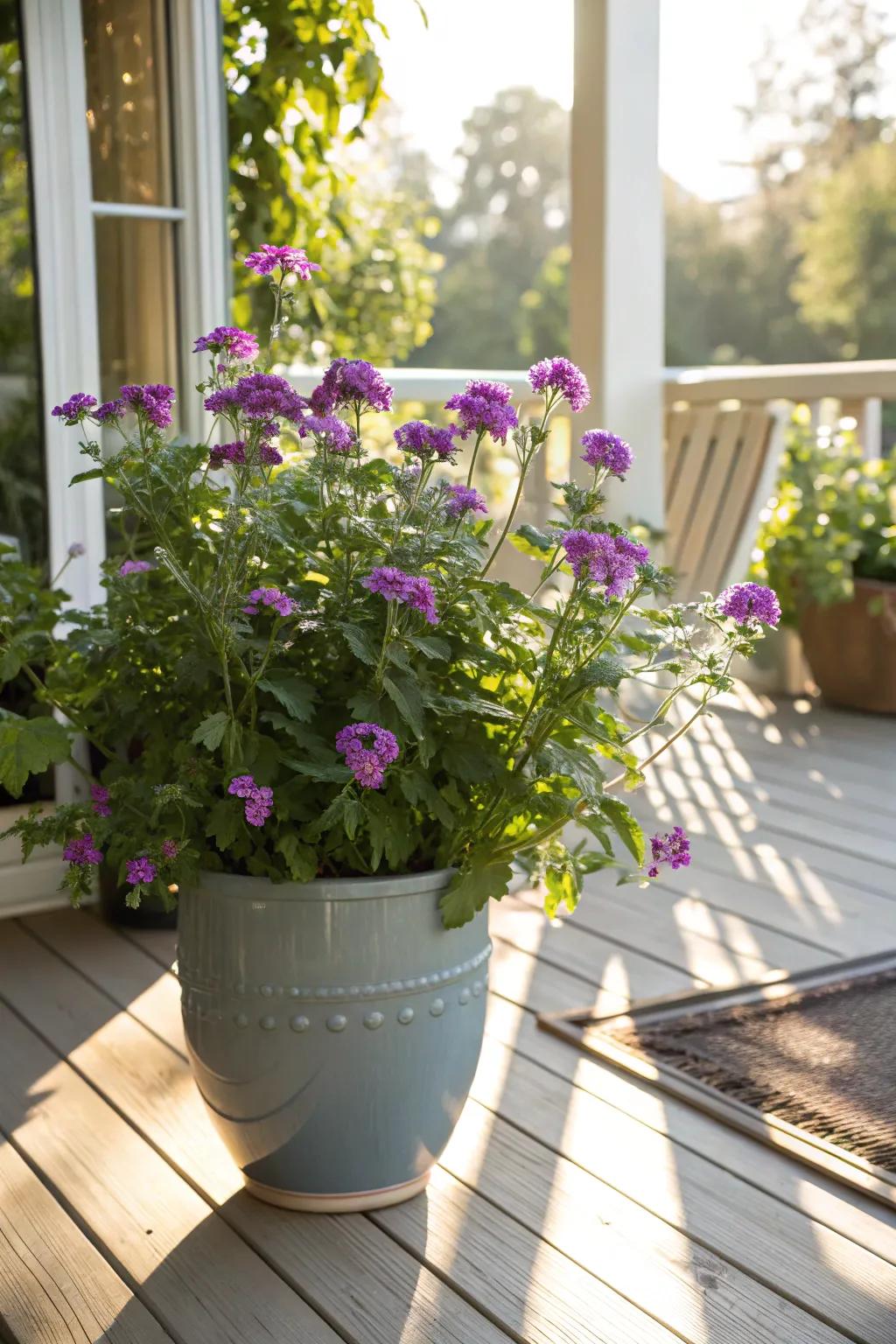 Verbena flourishing on a porch bathed in sunlight.