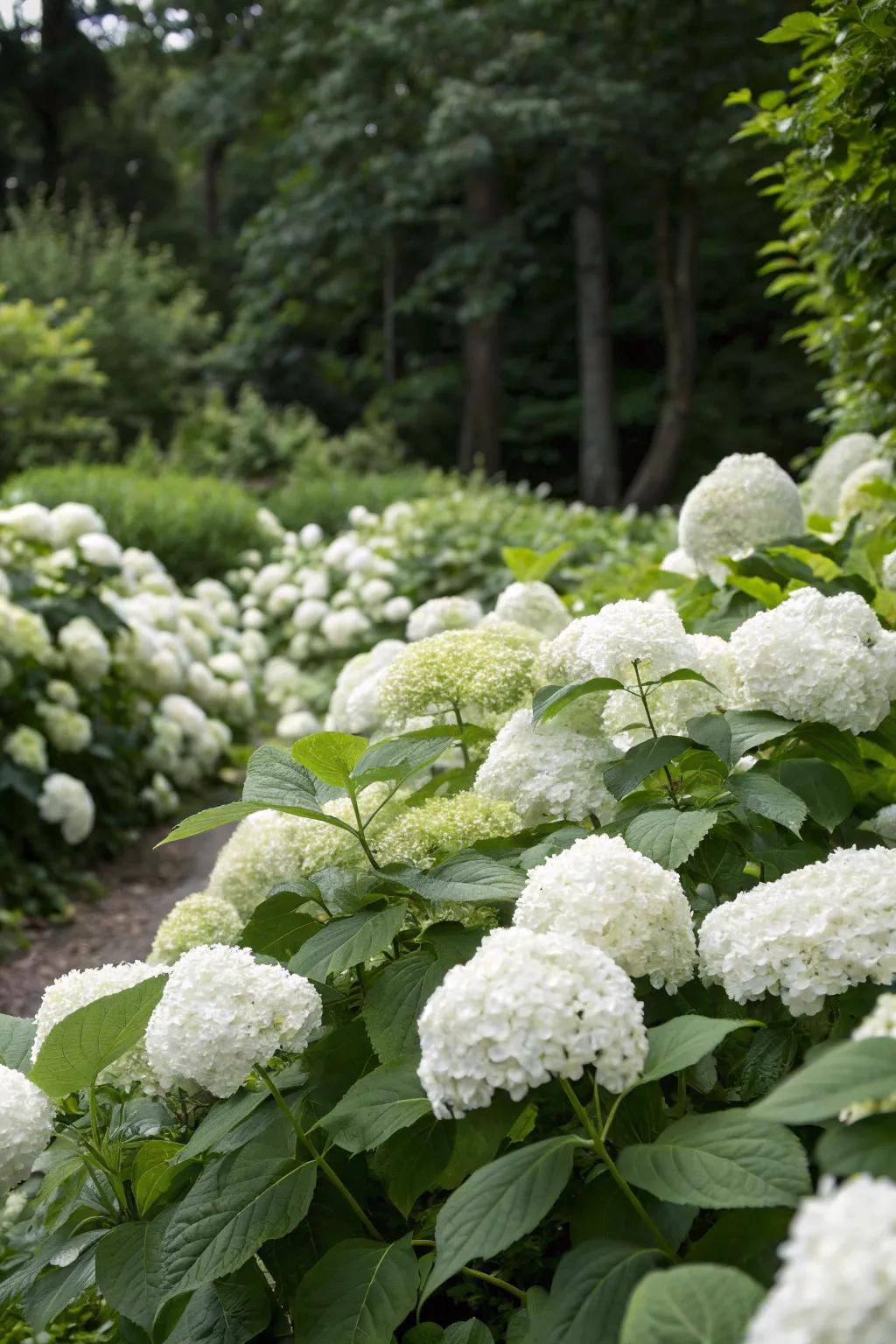 Ivory hydrangeas enrich any garden arrangement with their ample volume.