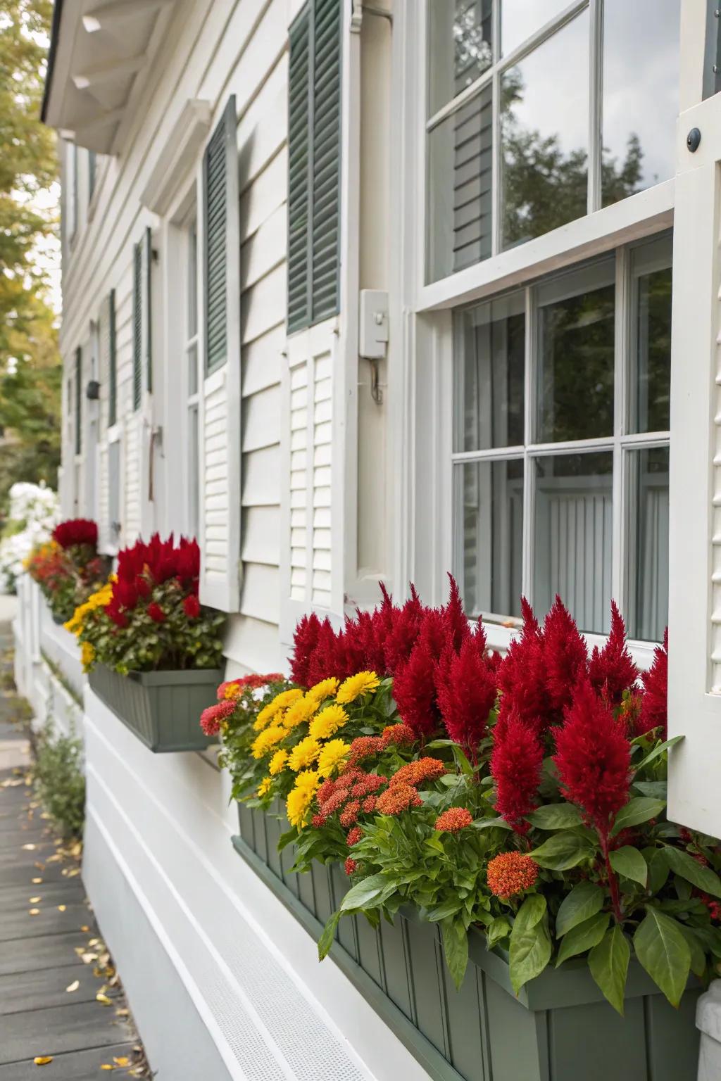 Elegant window-boxes showcasing Featherbloom enhance curb allure.