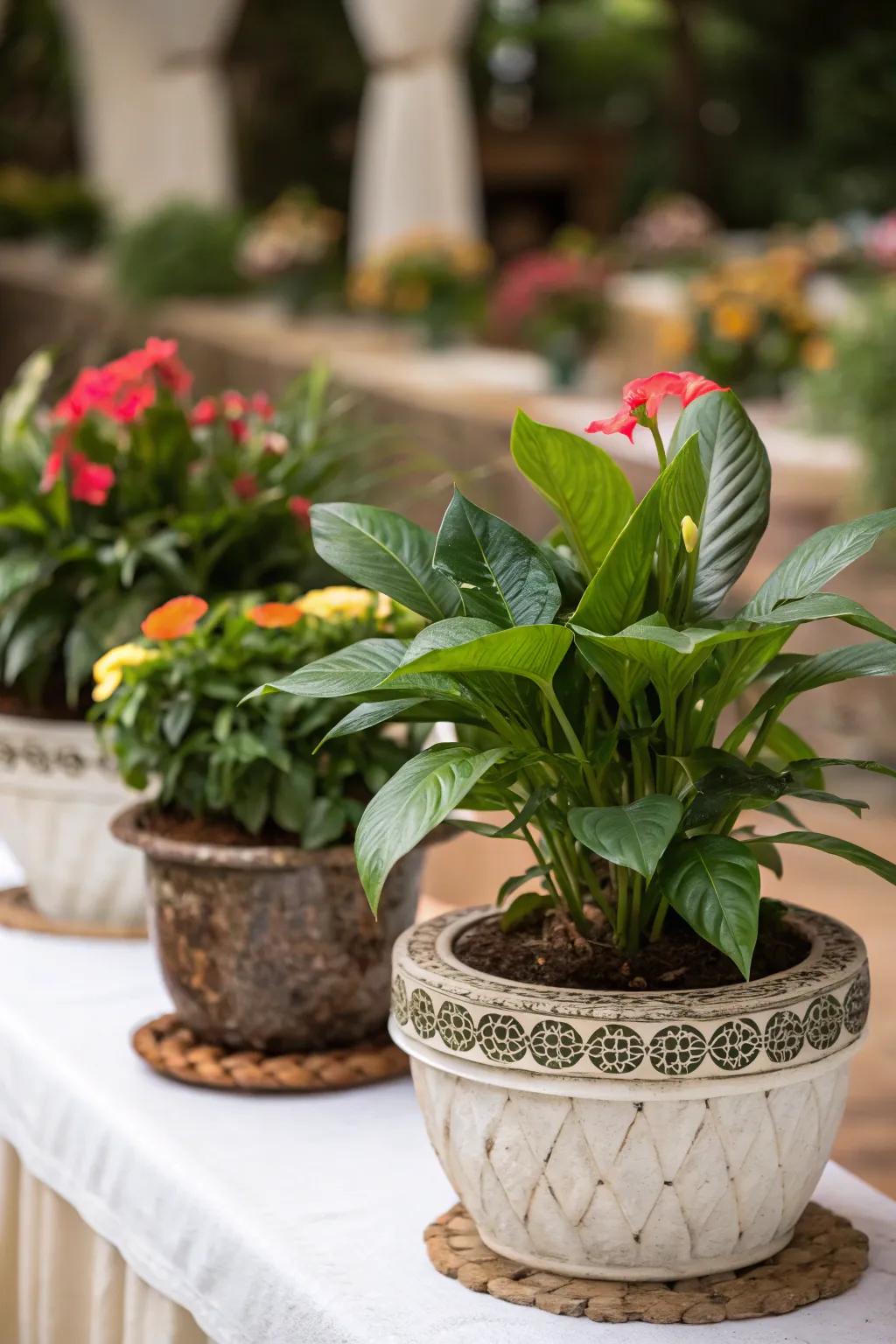 Environmentally friendly potted plants for a green touch.