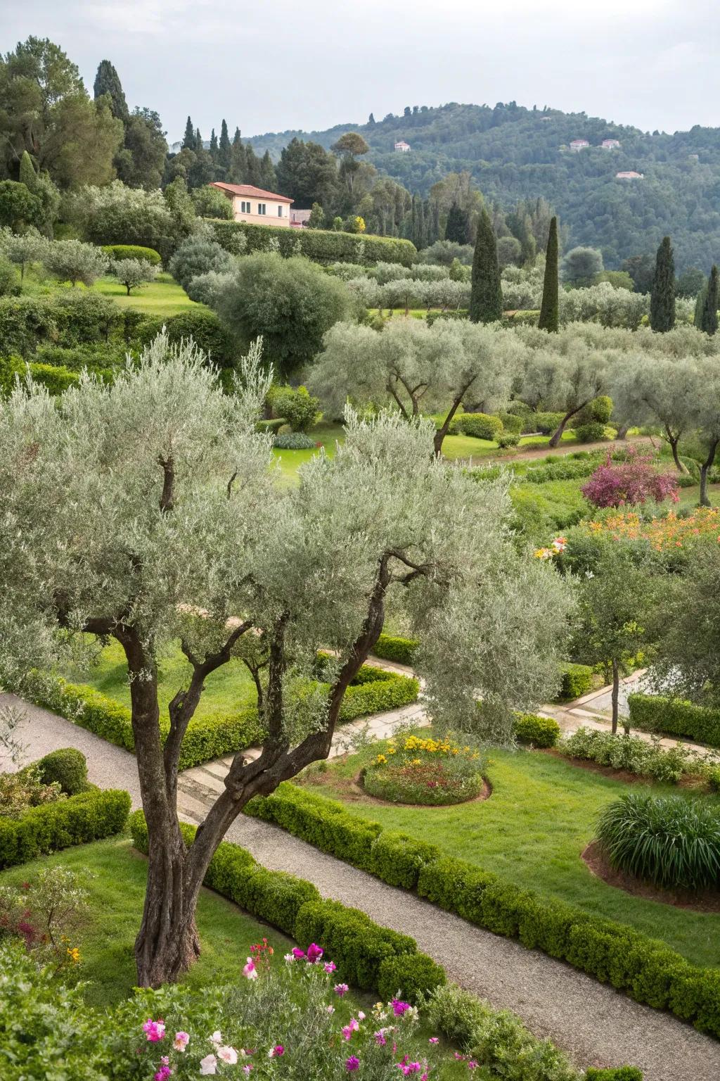 Olea trees adding Mediterranean charm to the garden.