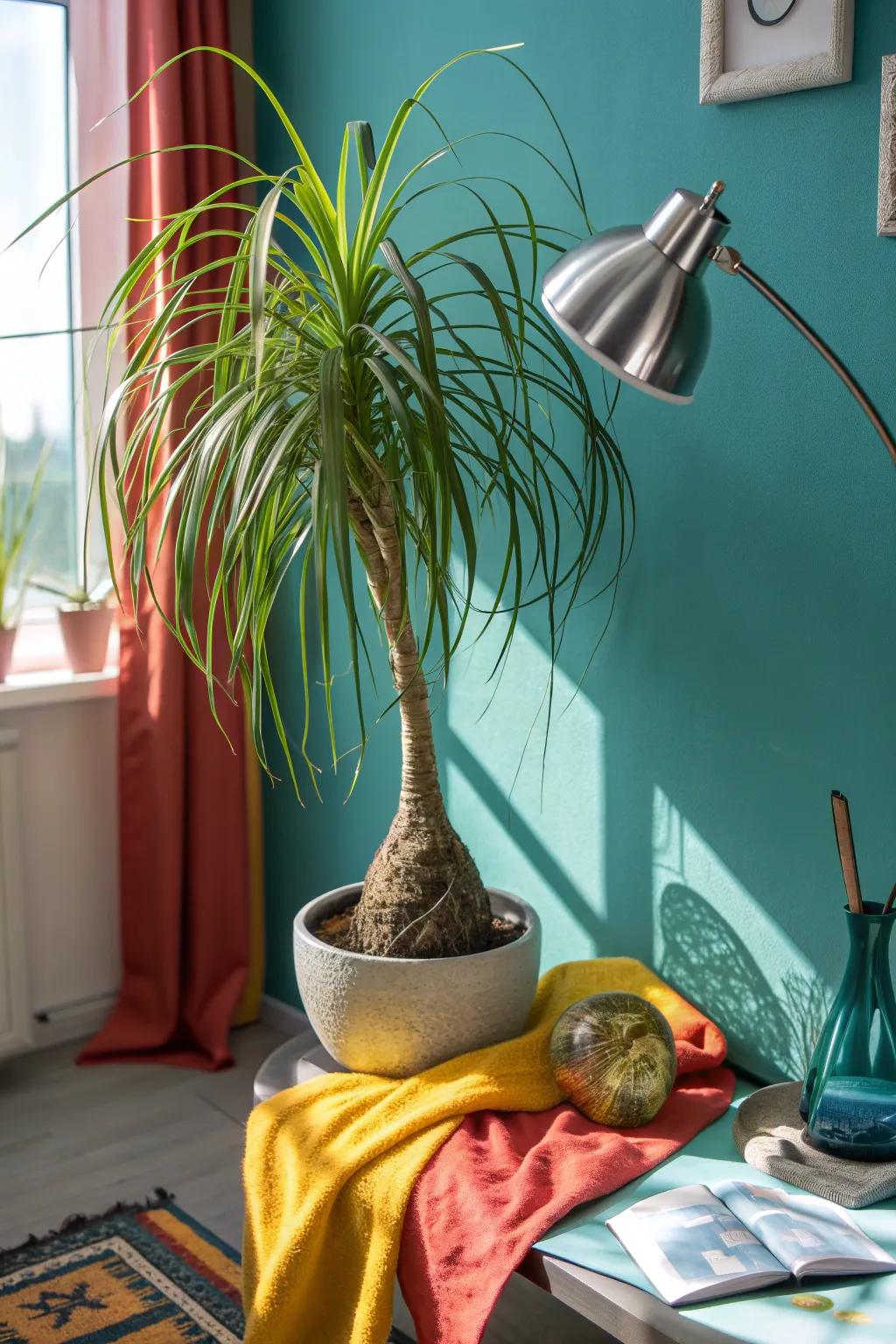 Add whimsy to your office with a ponytail palm, known for its unique and playful appearance.