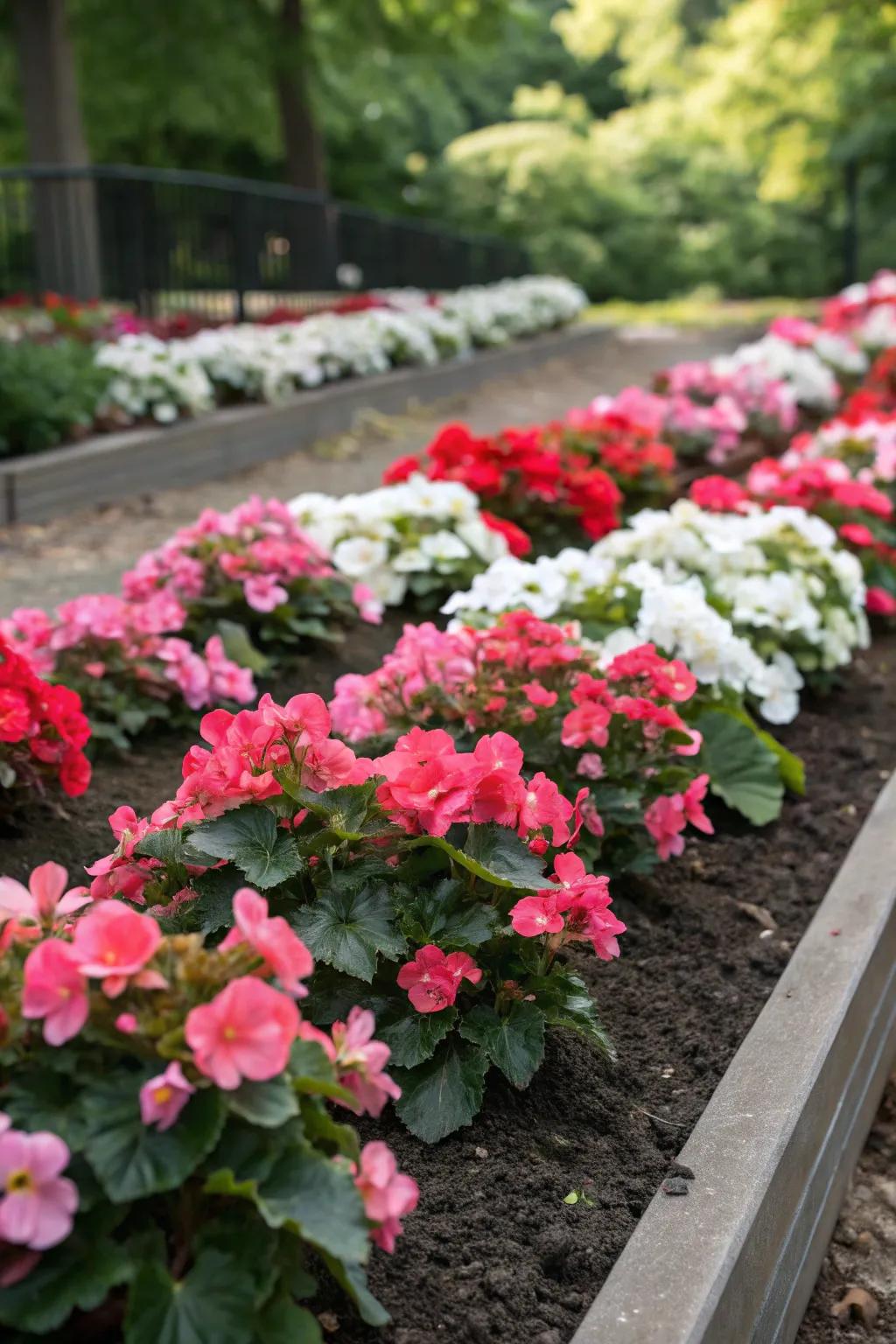 Construct a garden masterpiece with begonia patterns in vibrant hues.