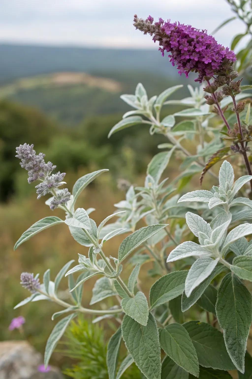 Silver Leaf Mint and Flutterby Plant fashion a striking silver and purple spectacle.
