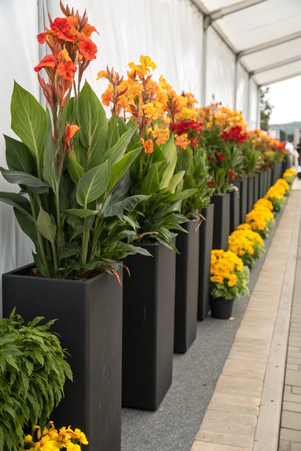 Pinta lilies in towering planters that introduce elevation and drama to any setting.