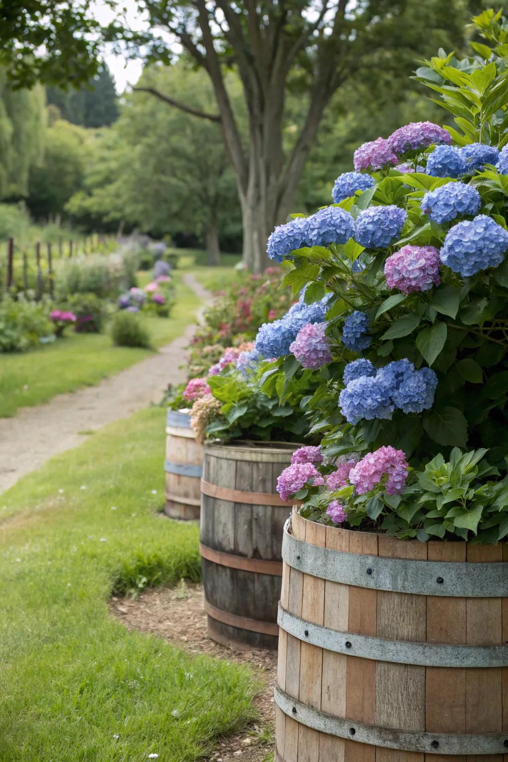 Charming timber tubs serve as delightful containers for hydrangeas in a garden environment.