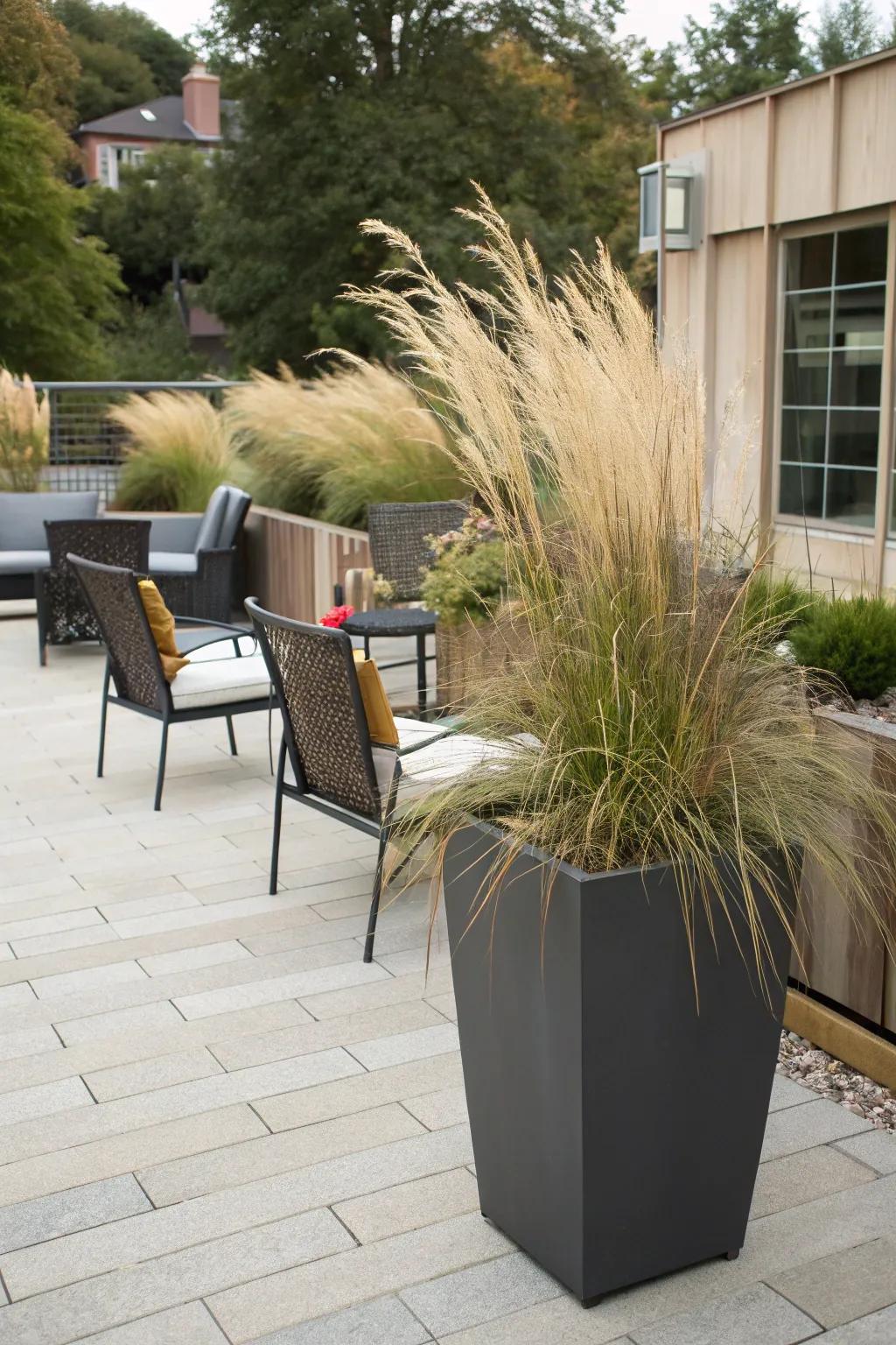 Ornamental grasses in containers add height and style to patios.