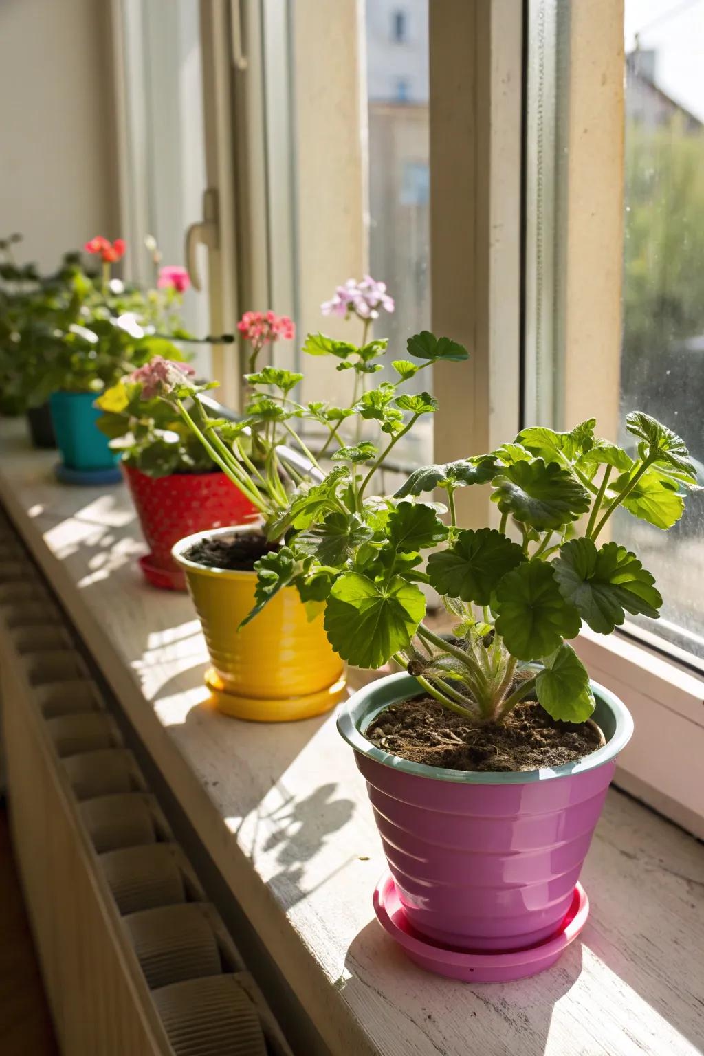 Turn your window sills into stunning plant exhibits.