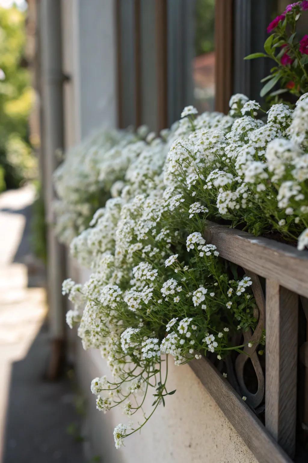 Sweet Alyssum provides both beauty and a lovely fragrance.