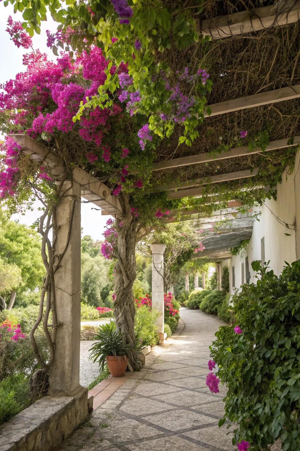 Trailing plants contribute tint and shade to your pergola.