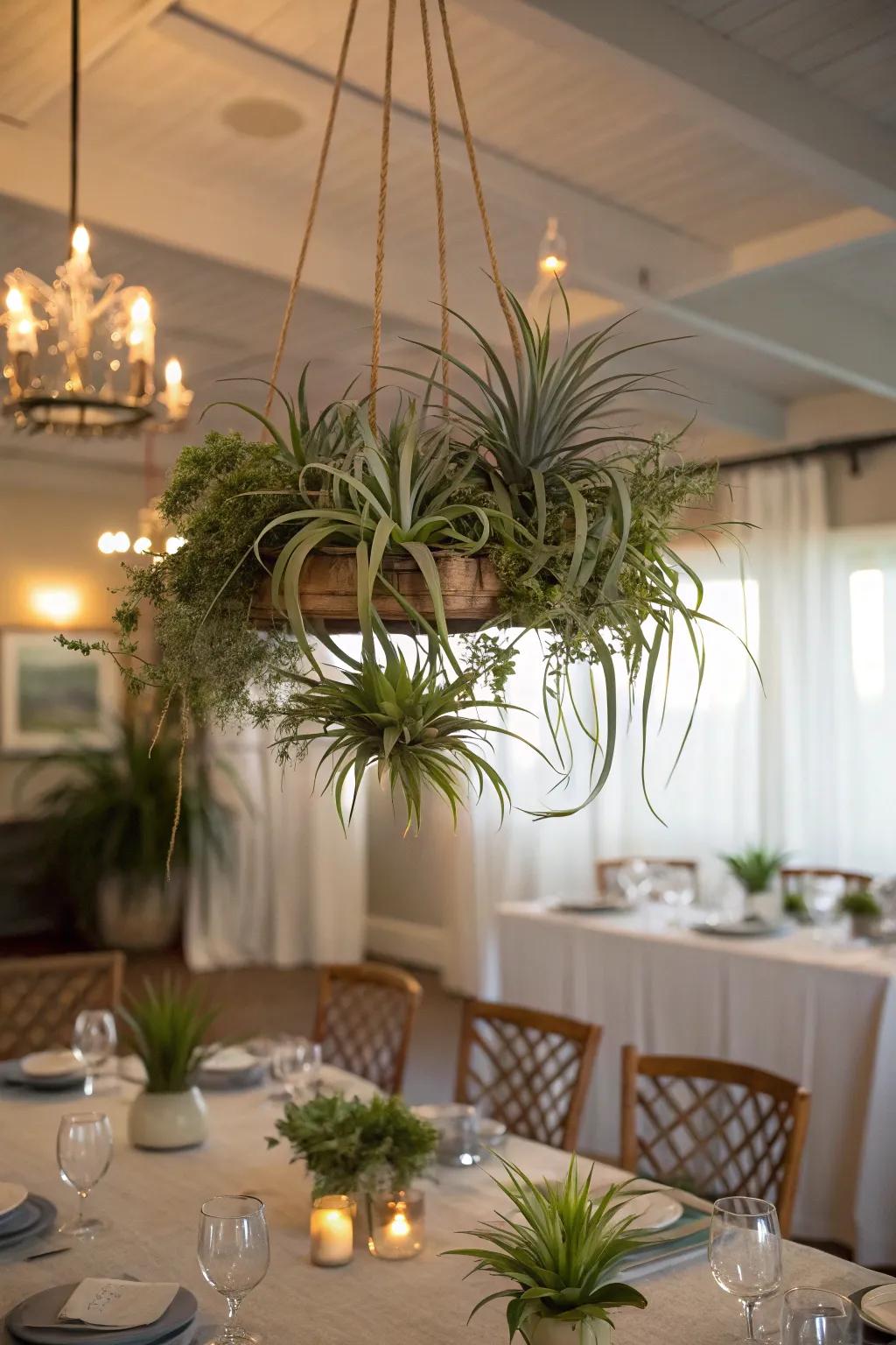 A captivating air plant chandelier gracefully hanging above a dining table.