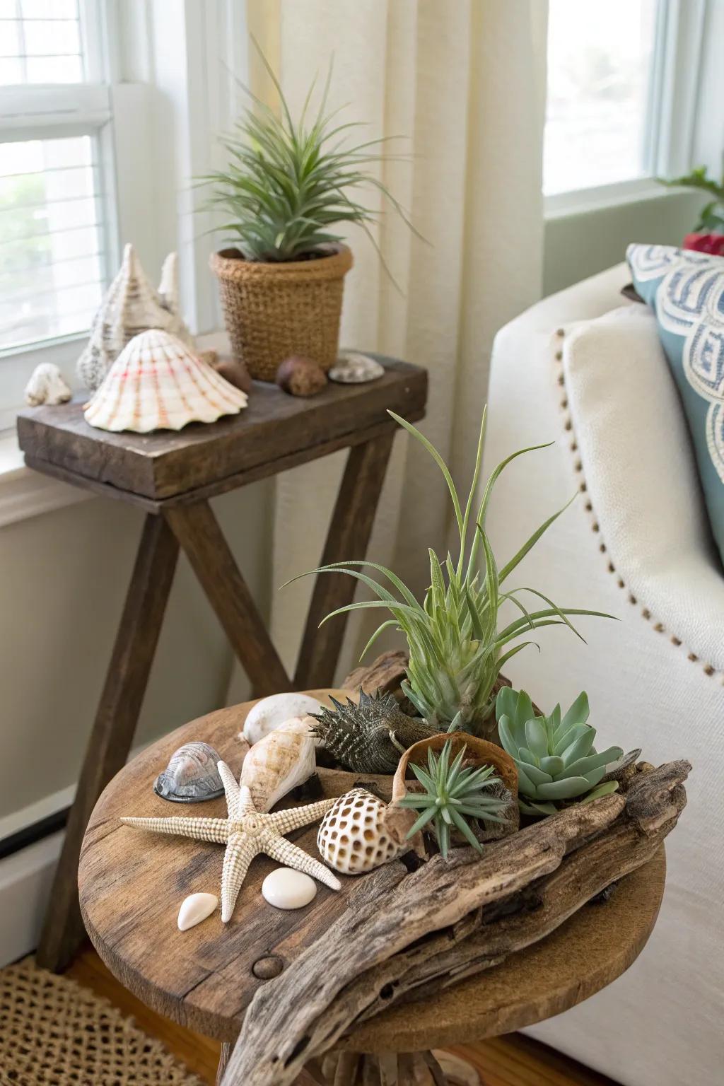 Air plants nestled in driftwood.