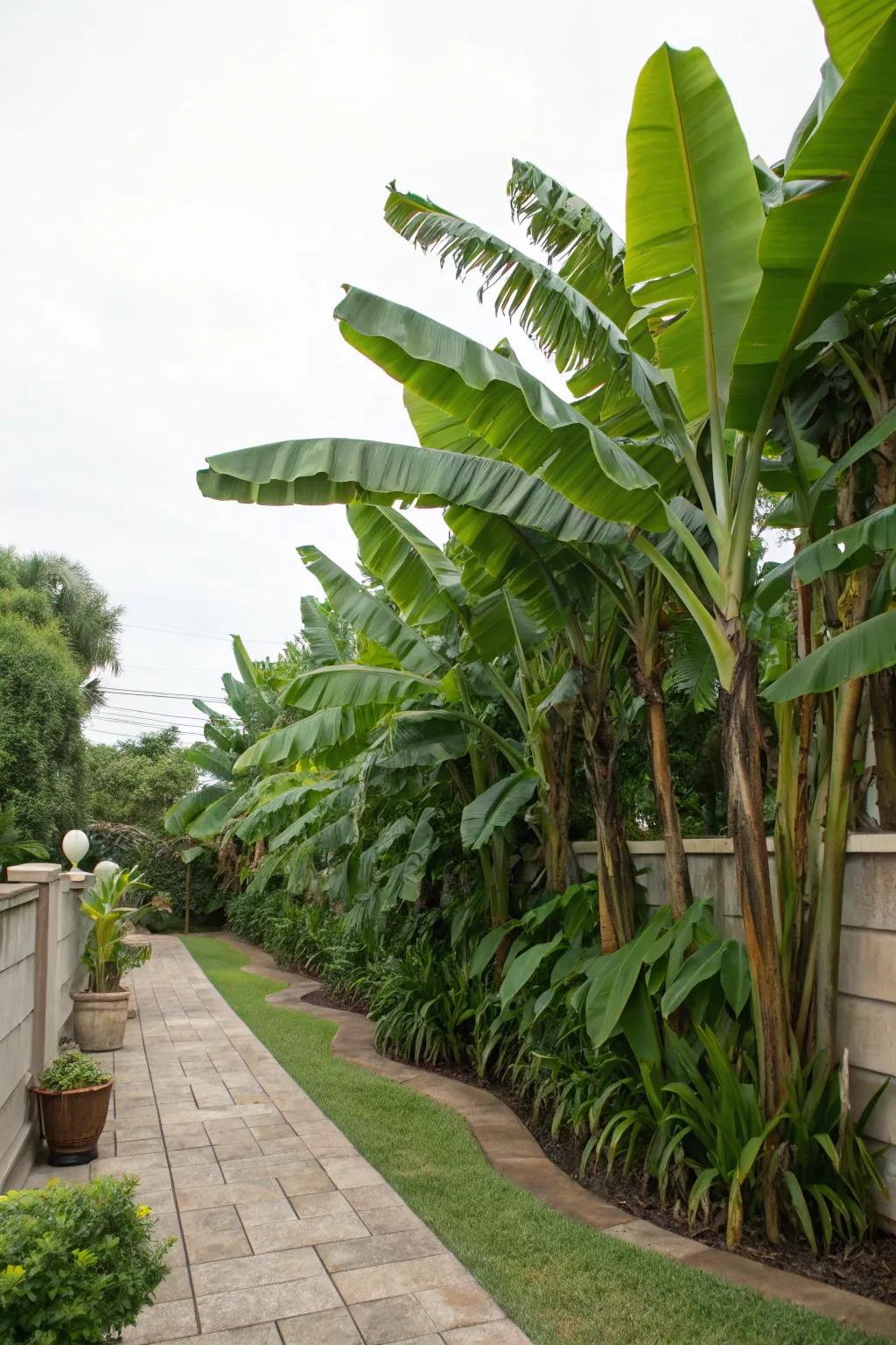 Gain seclusion with a natural screen of tropical fruit trees.