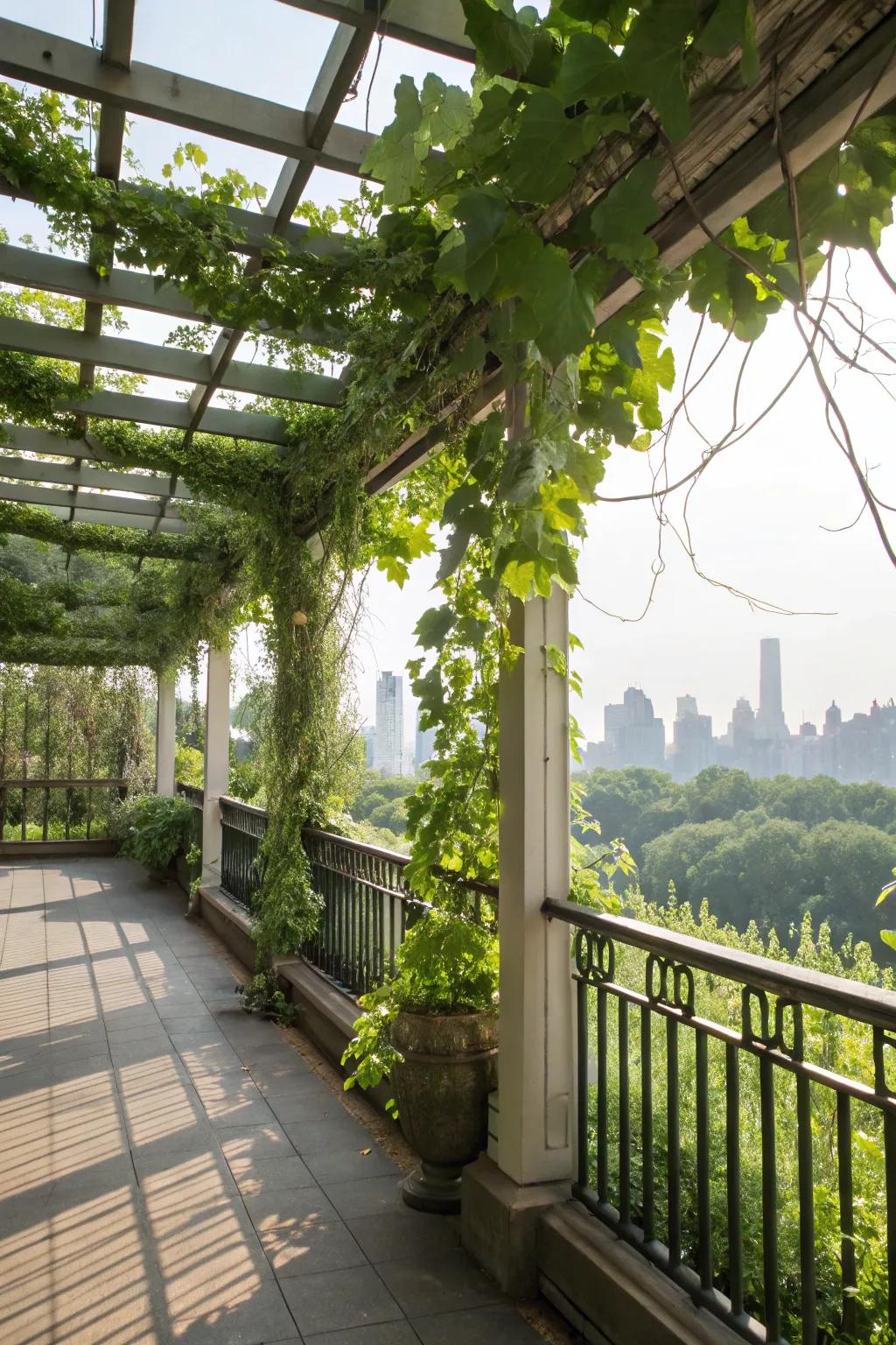 A green balcony with trellises bursting with climbing plants.
