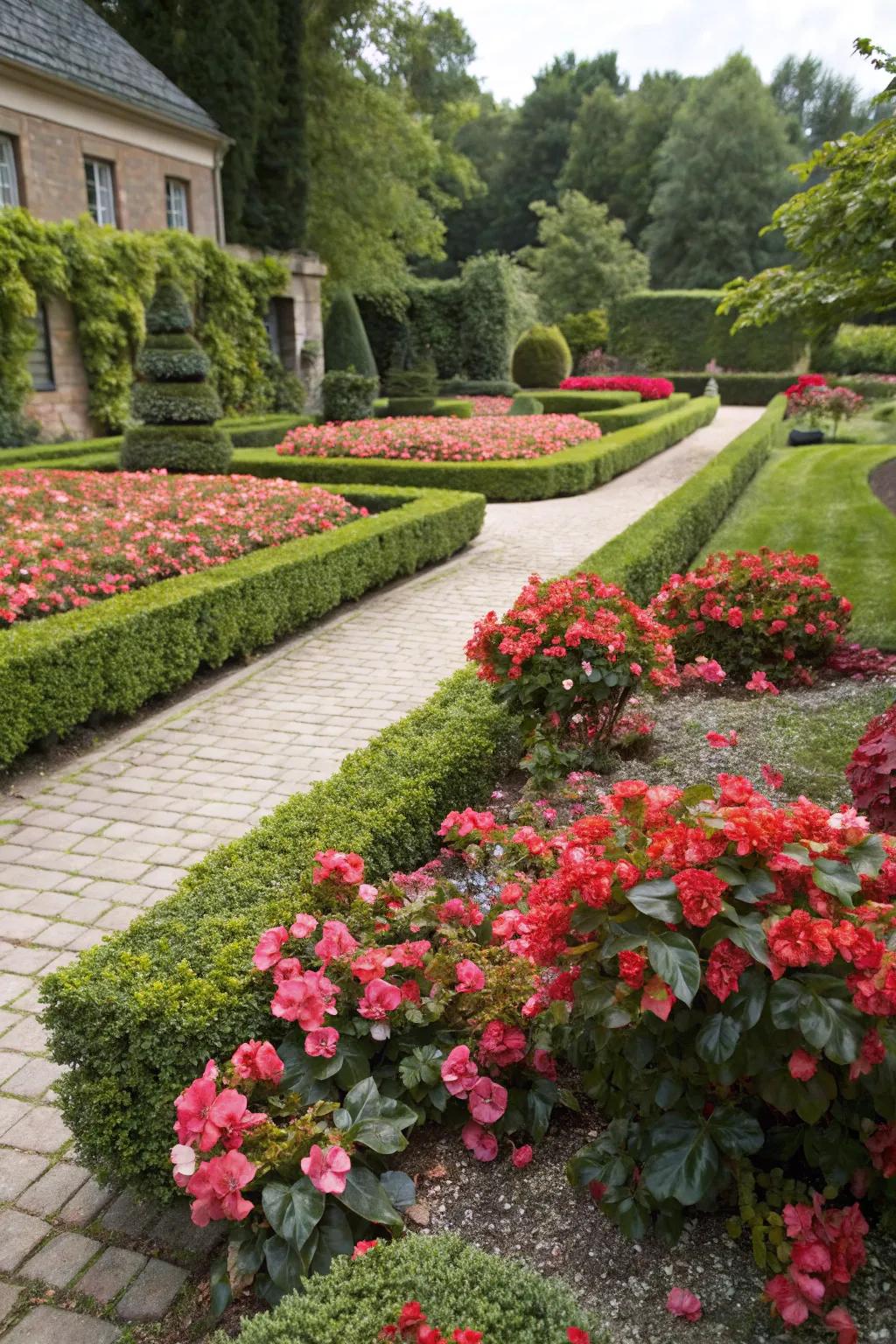Begonias blend formal and informal garden aesthetics effortlessly.