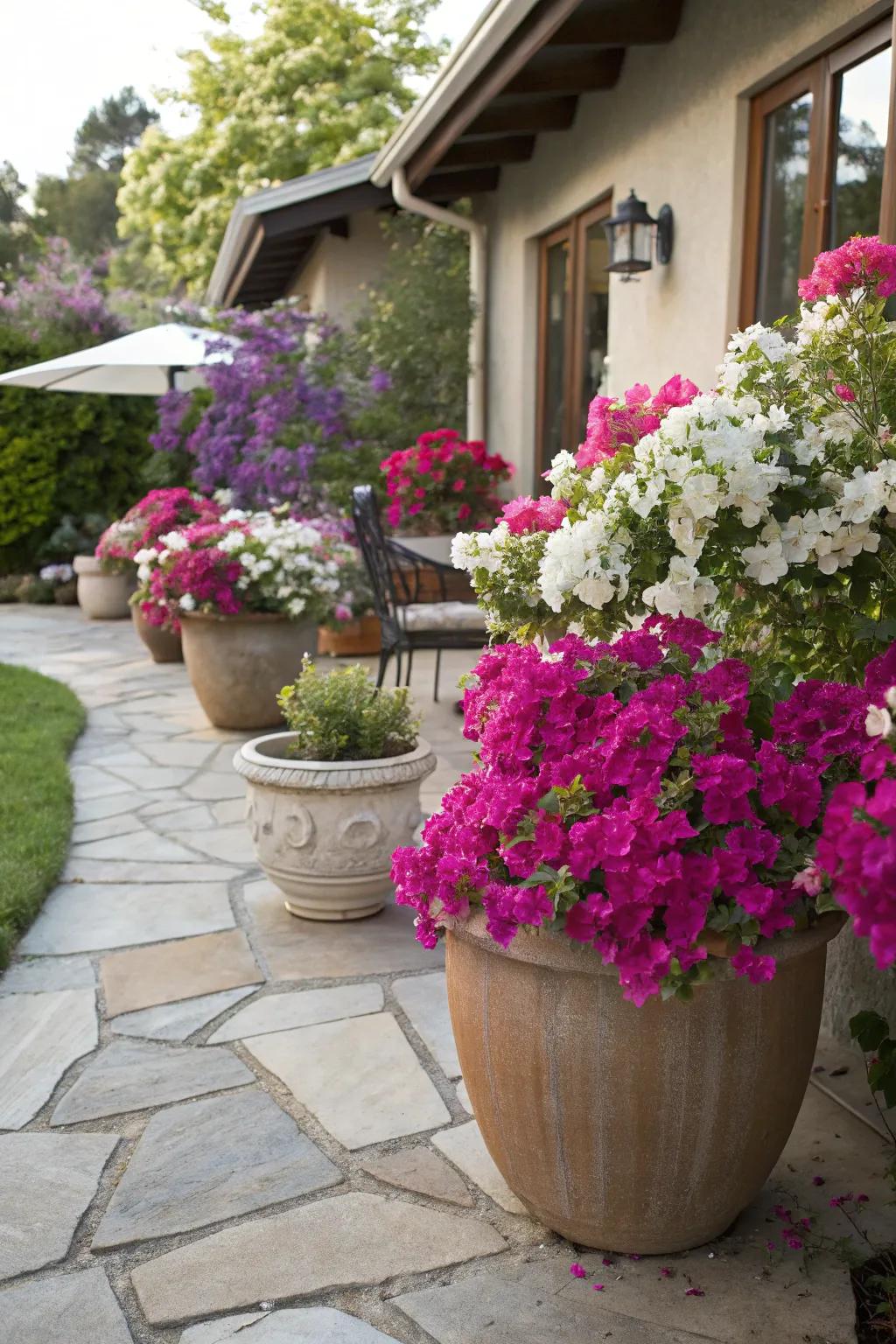 Potted bougainvillea gives a patio setting a vivid splash of color.