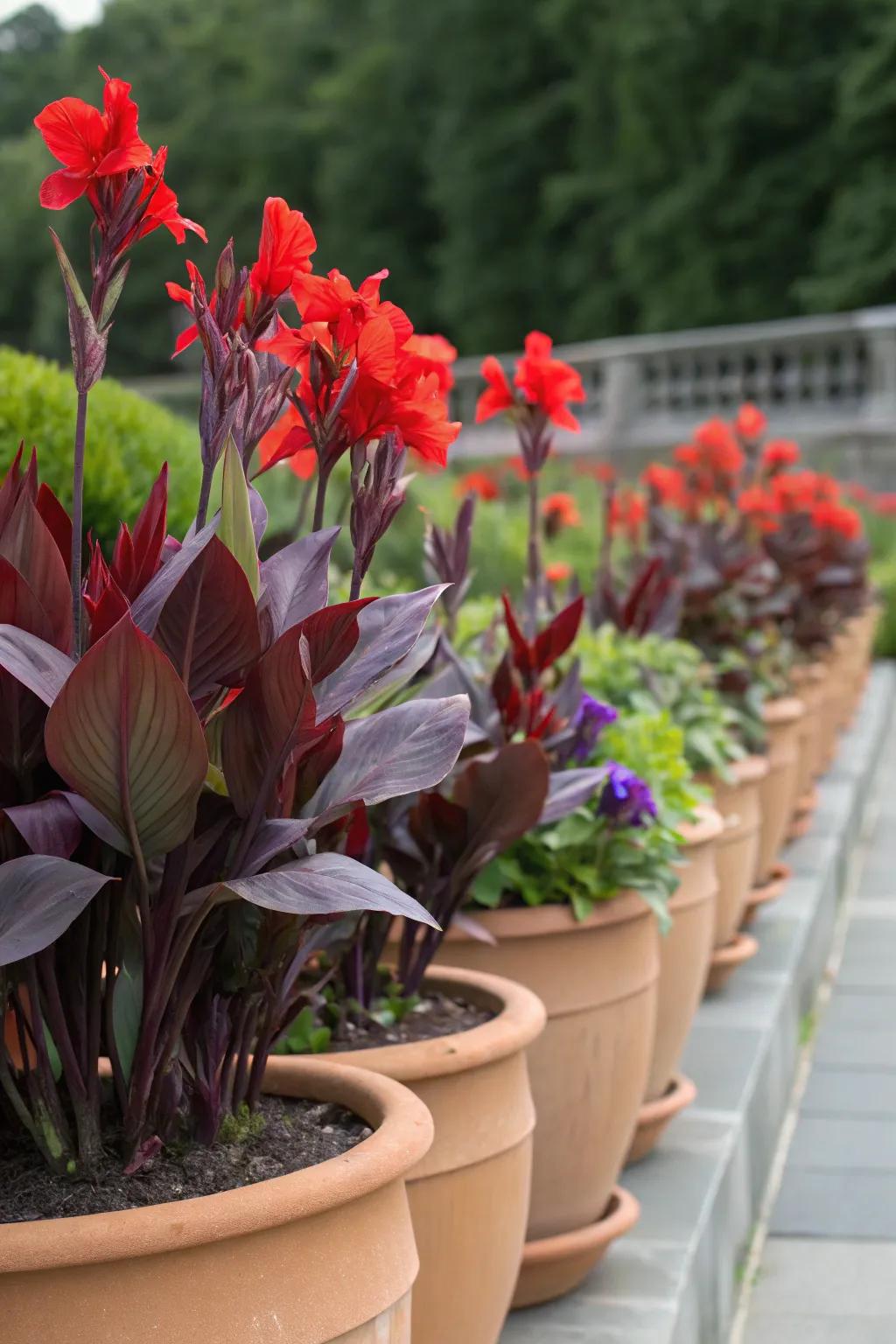 Daring color contrast achieved with scarlet pinta lilies and purple heart plants.