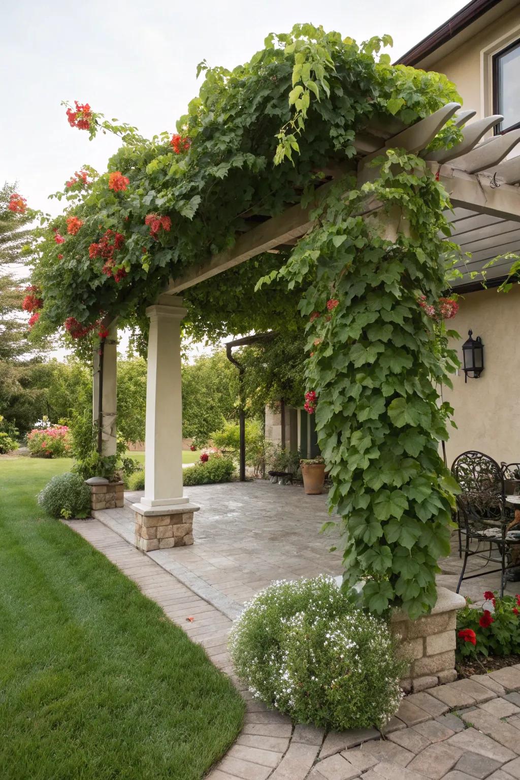 Nature's embrace: a vine-draped pergola.