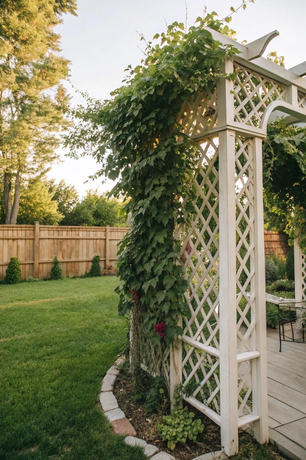 A grid framework enriching the garden with upward flora.