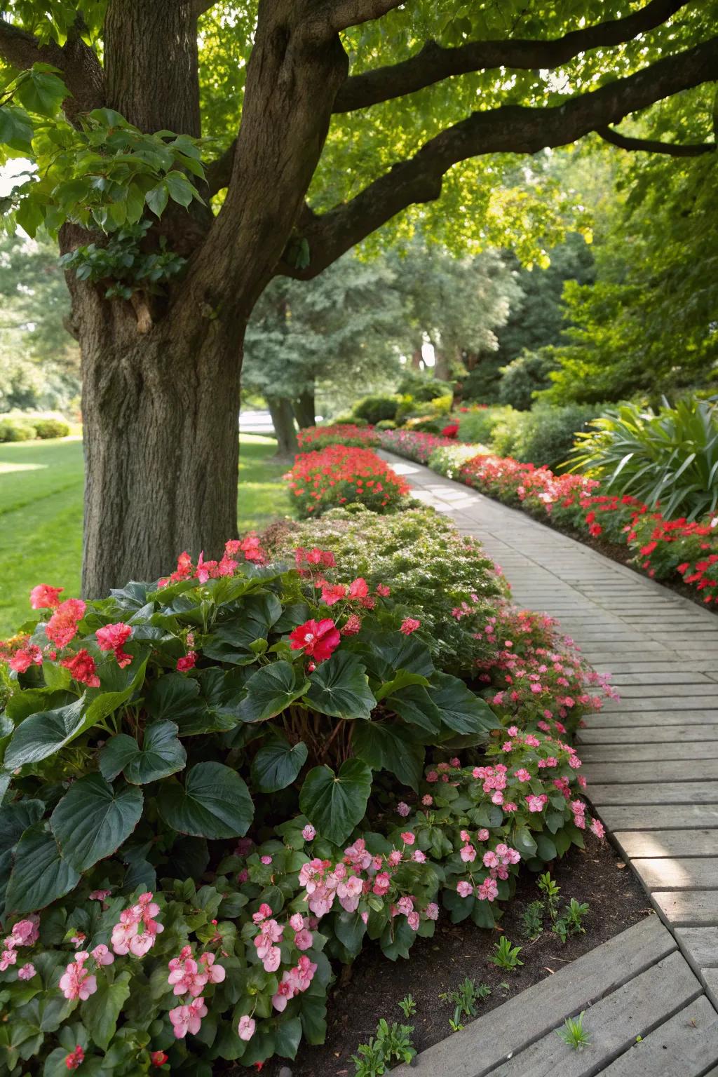 Begonias flourish in partial shade, resulting in a layered garden aesthetic.